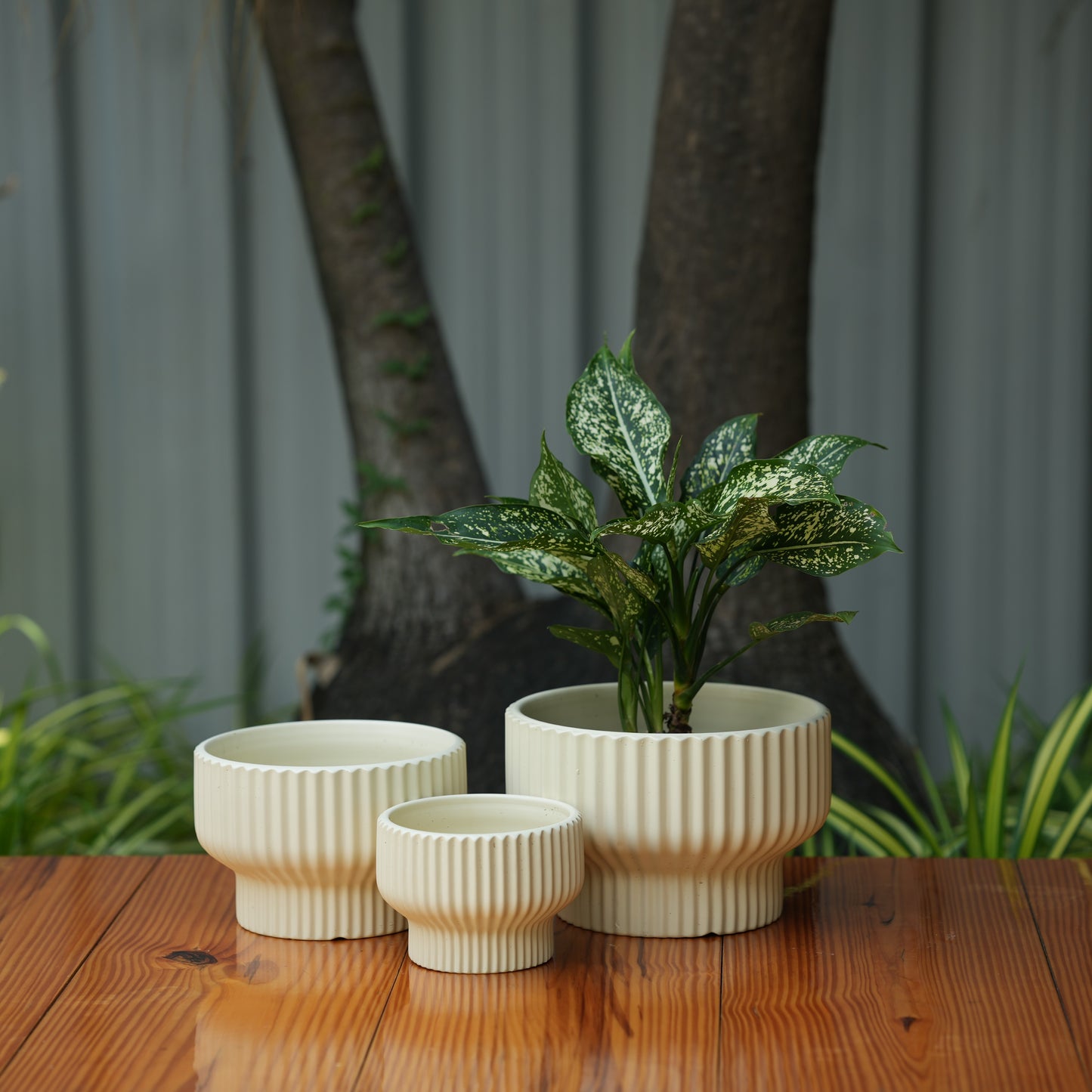 Round Shape Ribbed Cream Colour Ceramic Planter