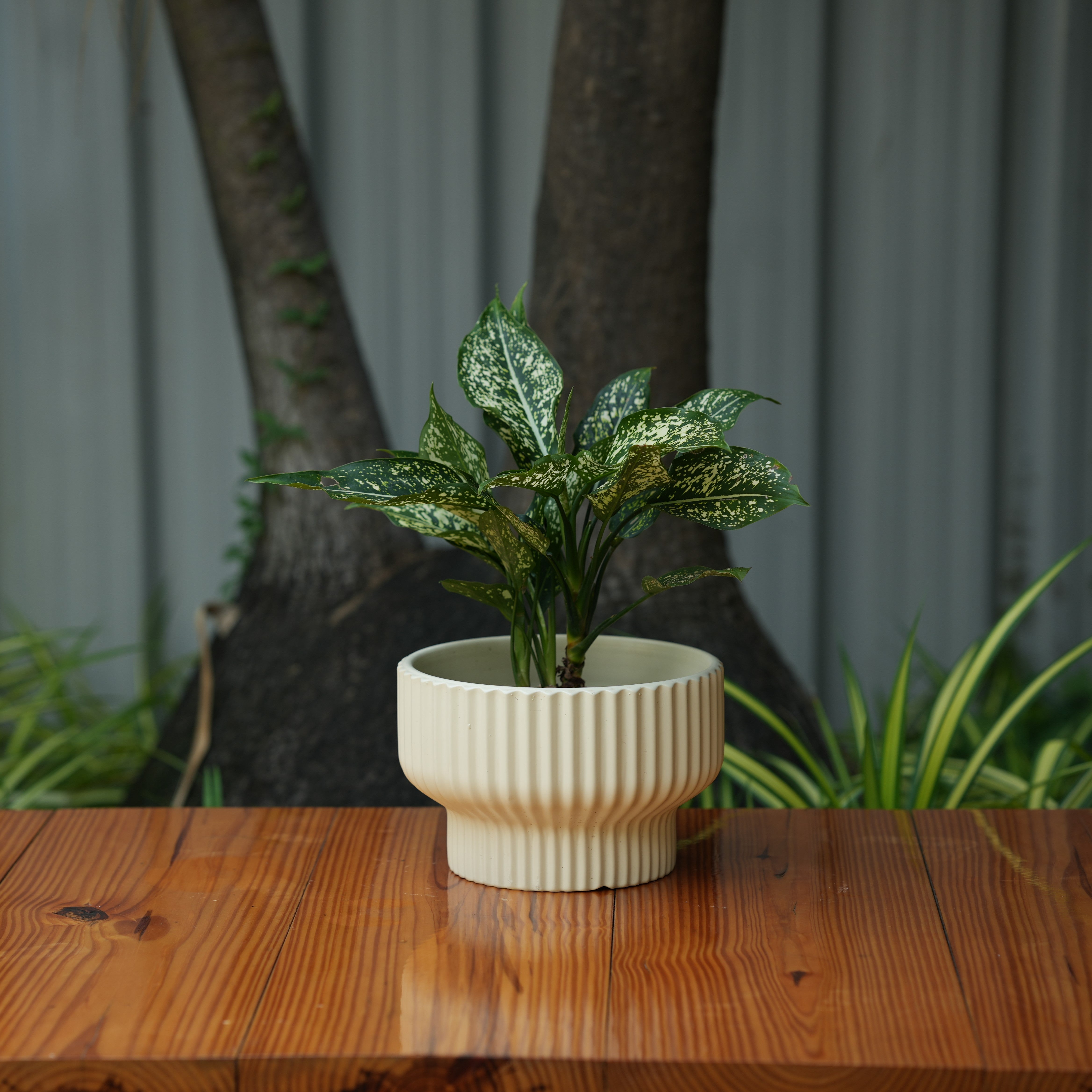 Round Shape Ribbed Cream Colour Ceramic Planter