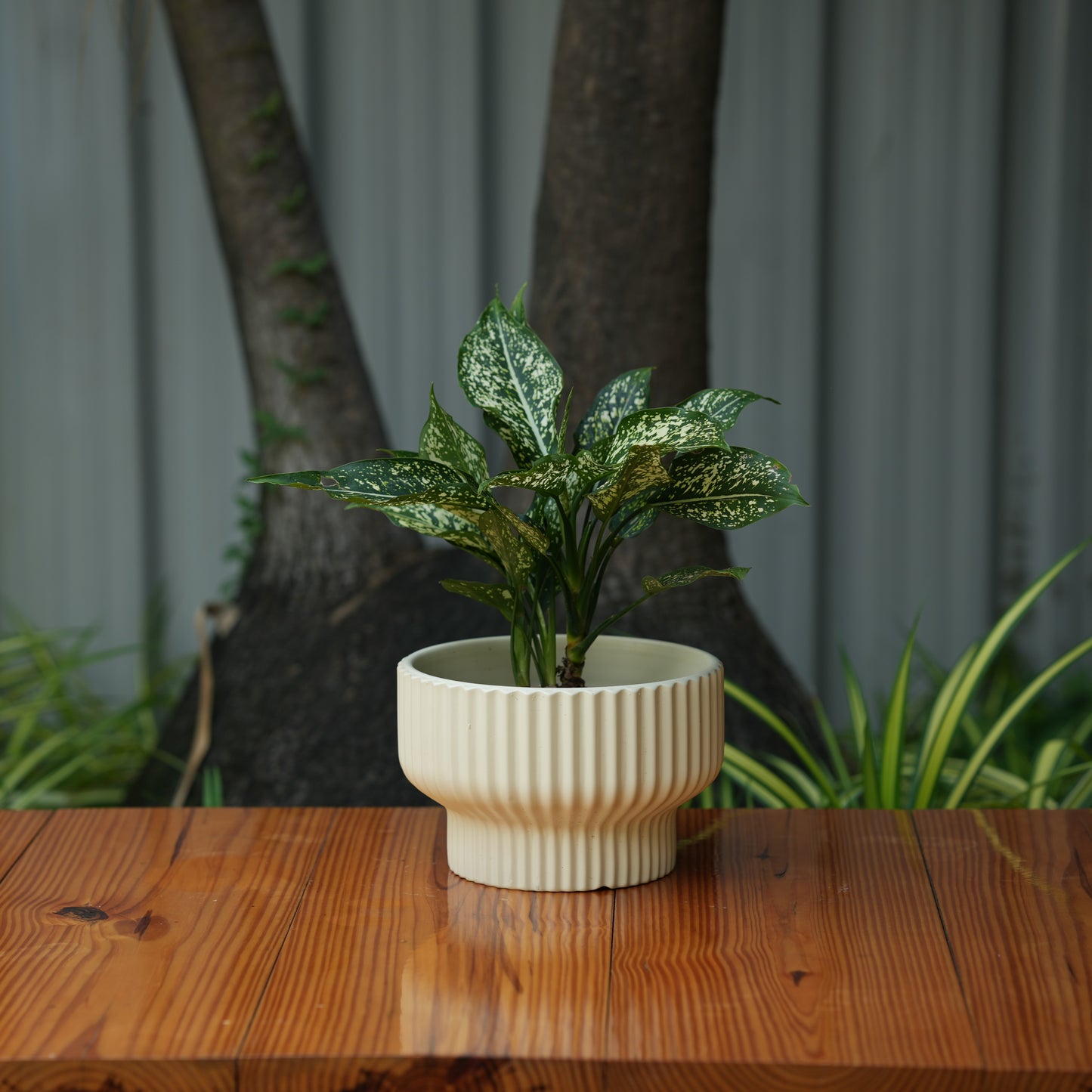 Round Shape Ribbed Cream Colour Ceramic Planter