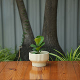 Round Shape Ribbed Cream Colour Ceramic Planter