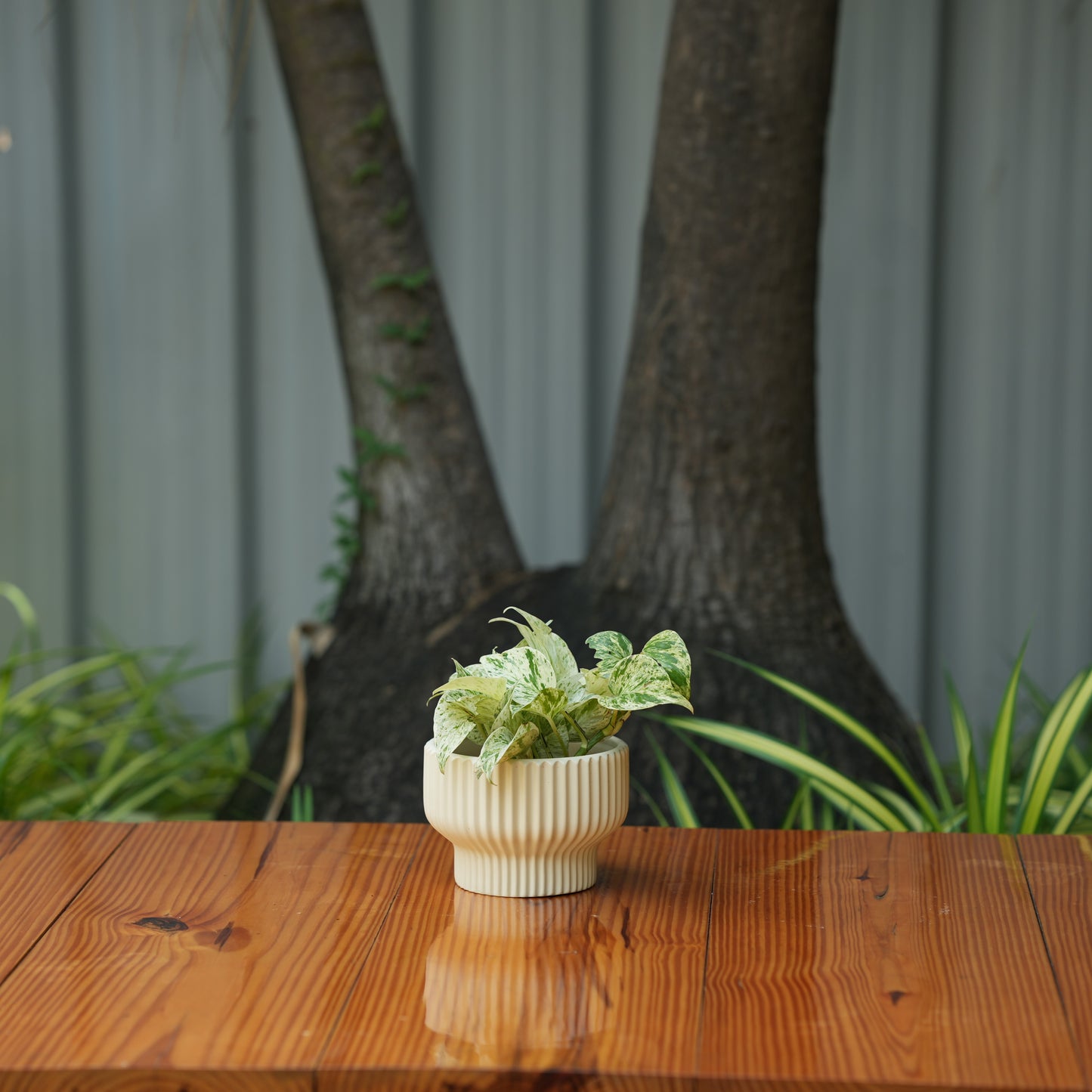 Round Shape Ribbed Cream Colour Ceramic Planter