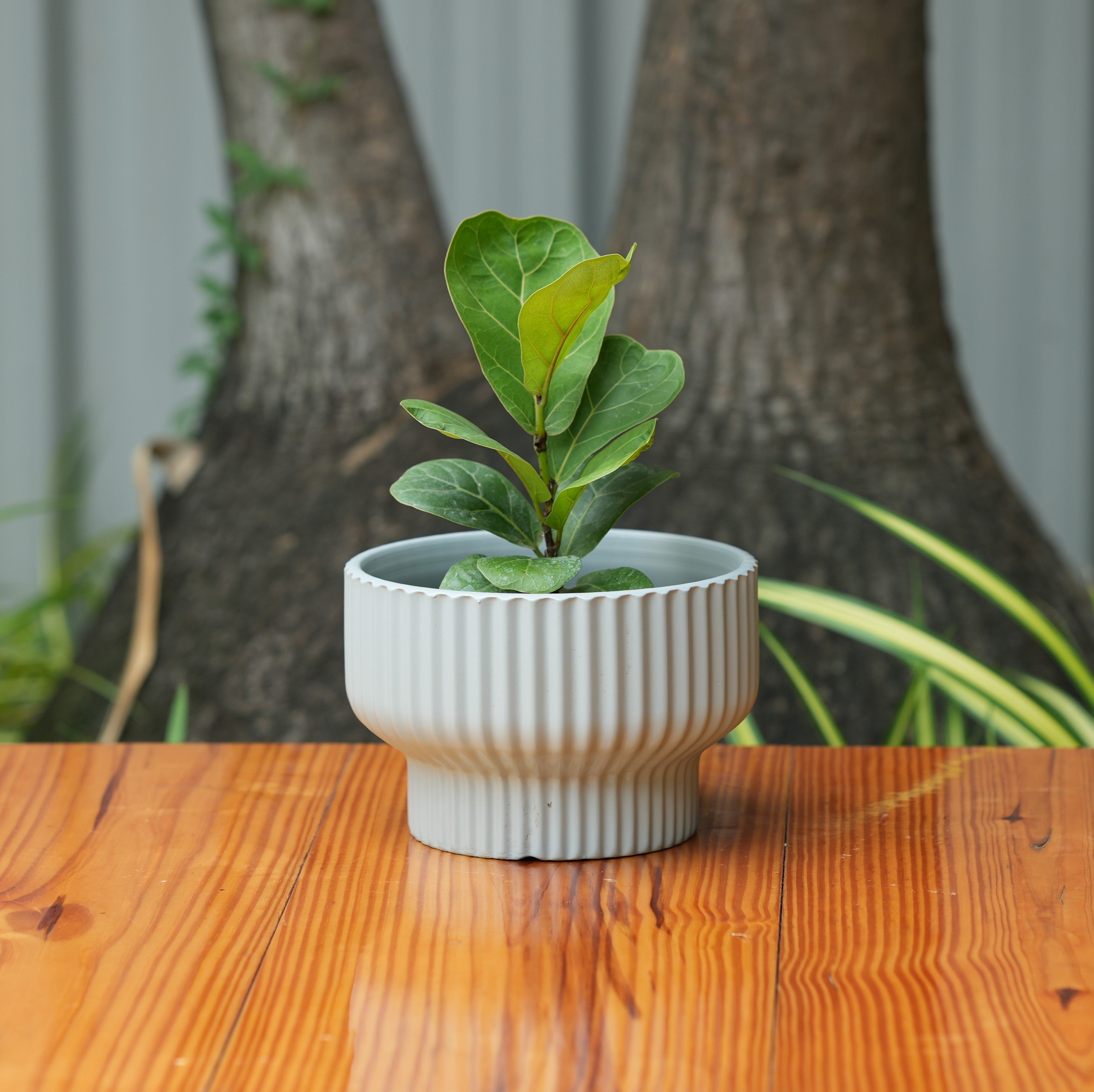 Round Shape Ribbed Grey Colour Ceramic Planter