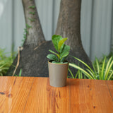 Cone shape With Glossy Finish Ceramic Planter