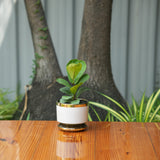 Round Shape Glossy Finish Ceramic Planter