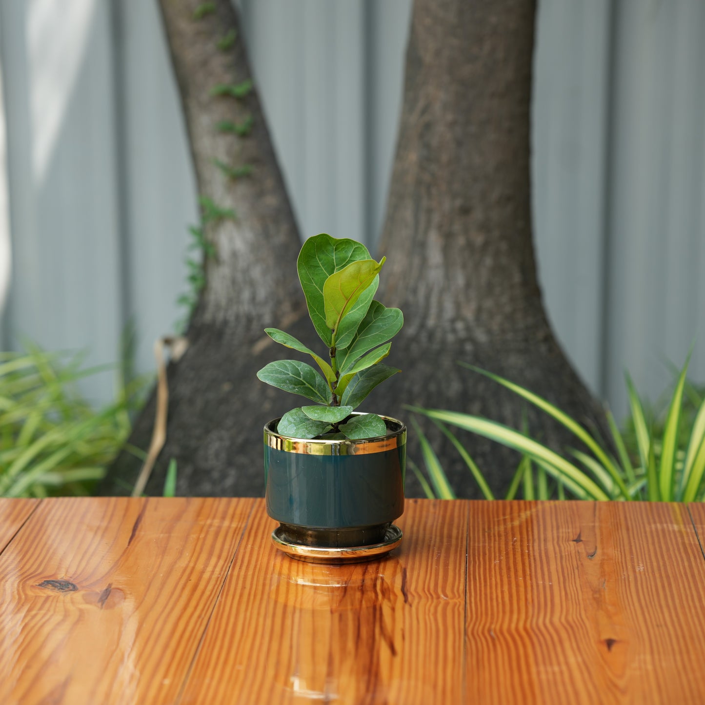 Round Shape Glossy Finish Ceramic Planter