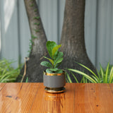 Round Shape Glossy Finish Ceramic Planter