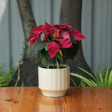 Gamla Ribbed Ceramic Planter (Cream)