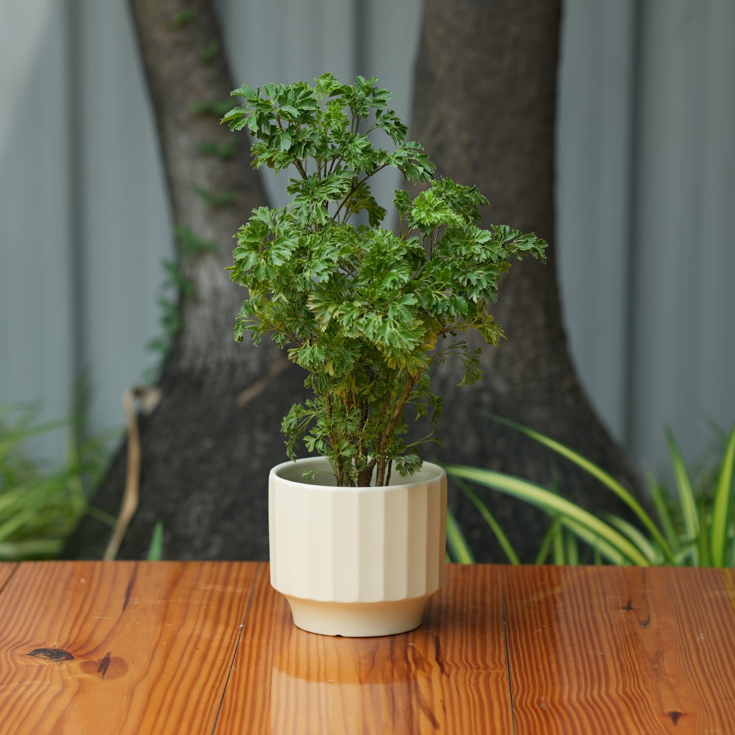 Gamla Ribbed Ceramic Planter (Cream)