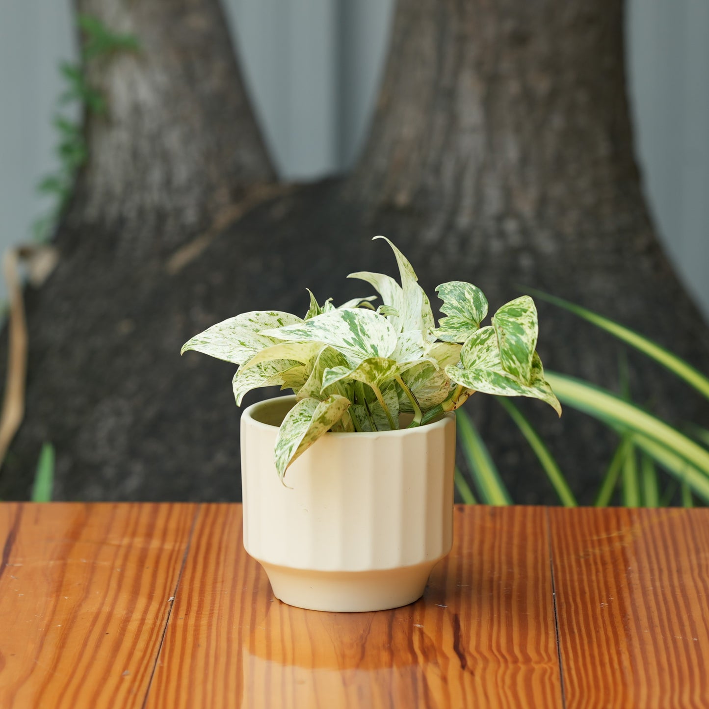 Gamla Ribbed Ceramic Planter (Cream)