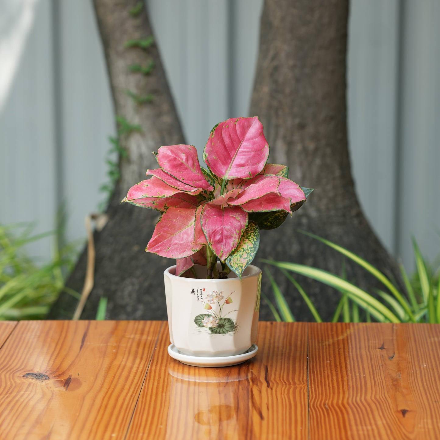 Printed Glossy Finish Ceramic Planter With Tray