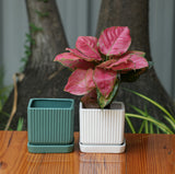 Square Shape Planter With Tray