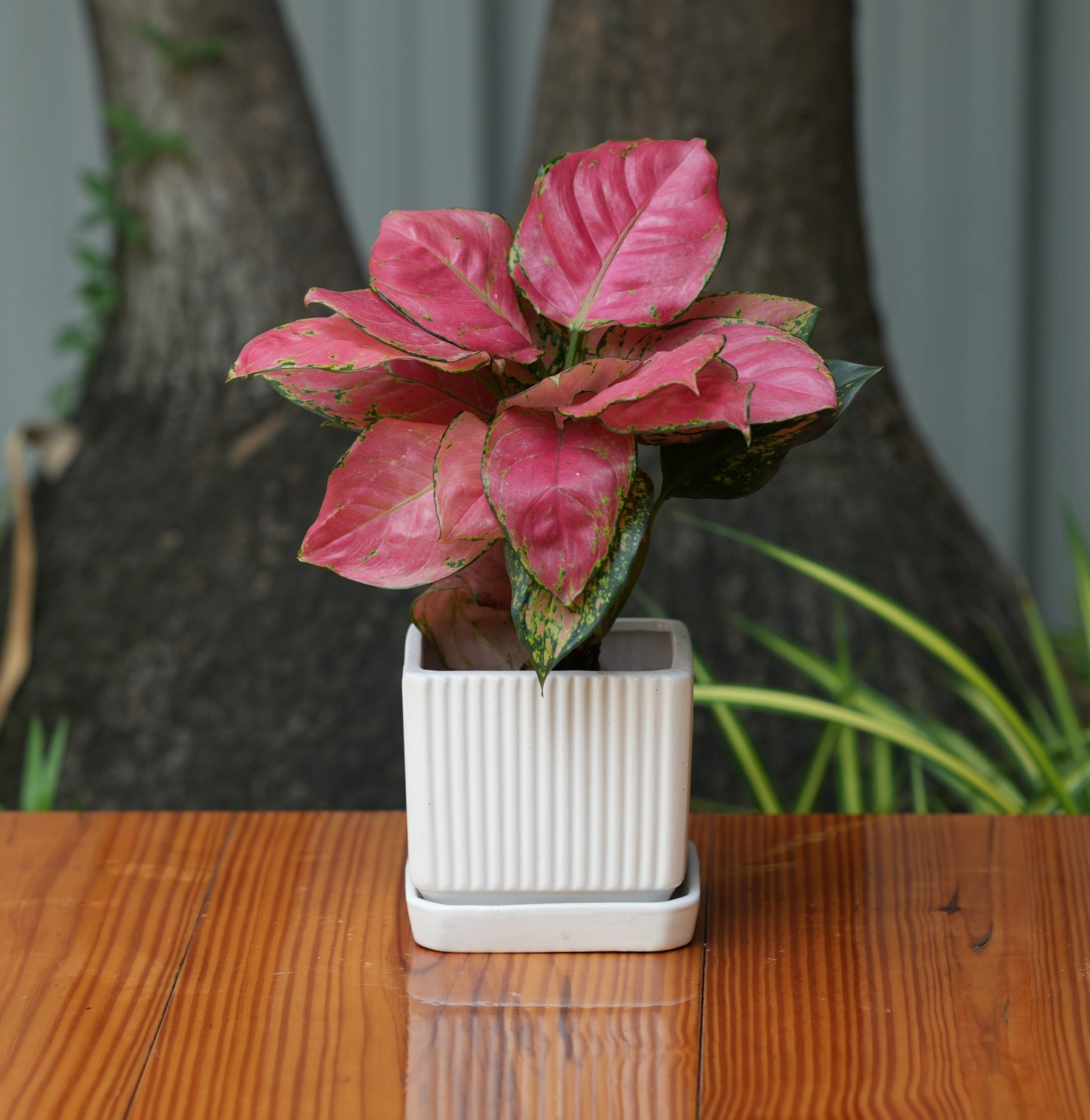 Square Shape Planter With Tray