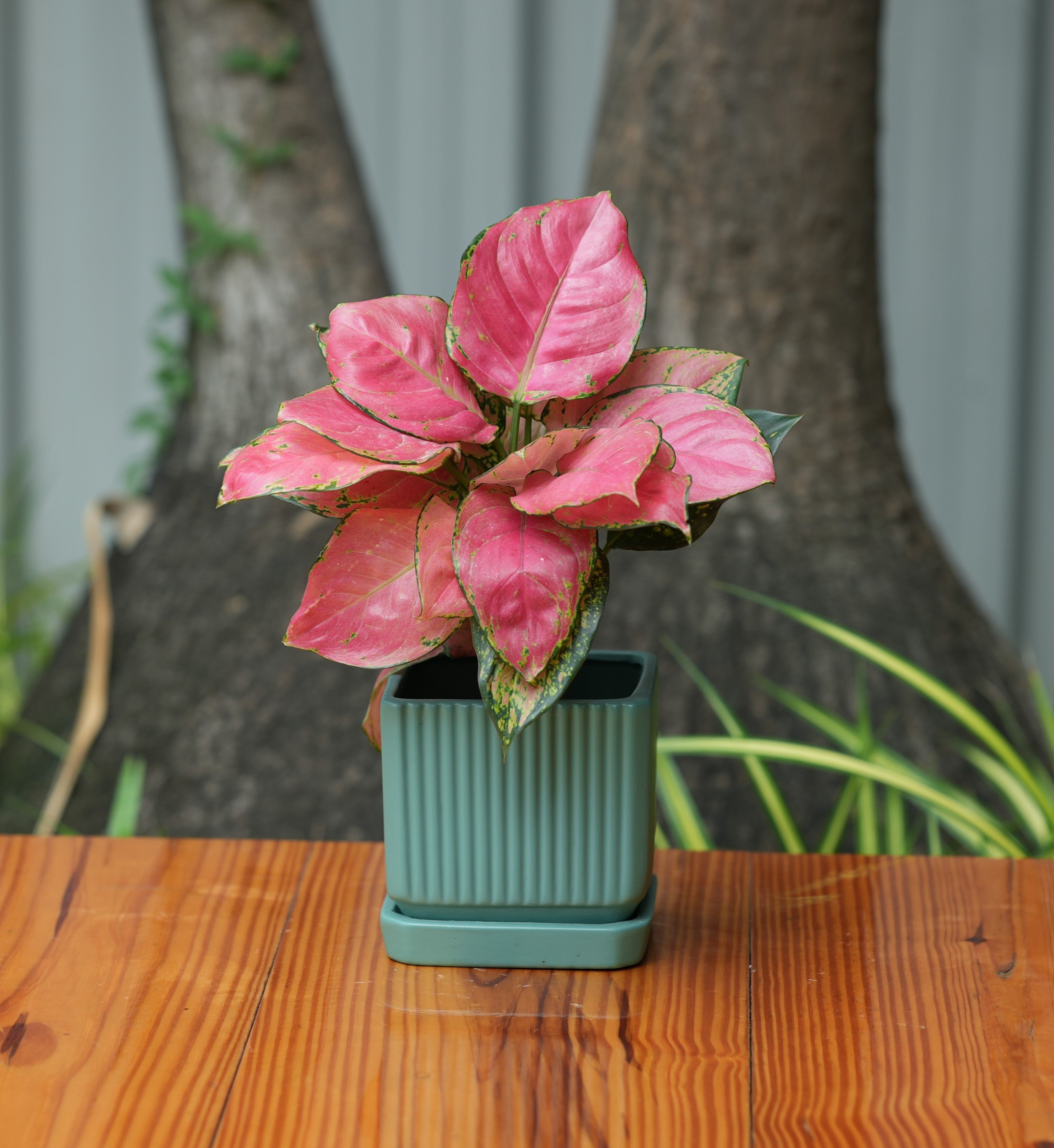 Square Shape Planter With Tray