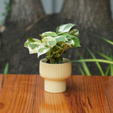 Okhli Shape Ribbed Ceramic Planter