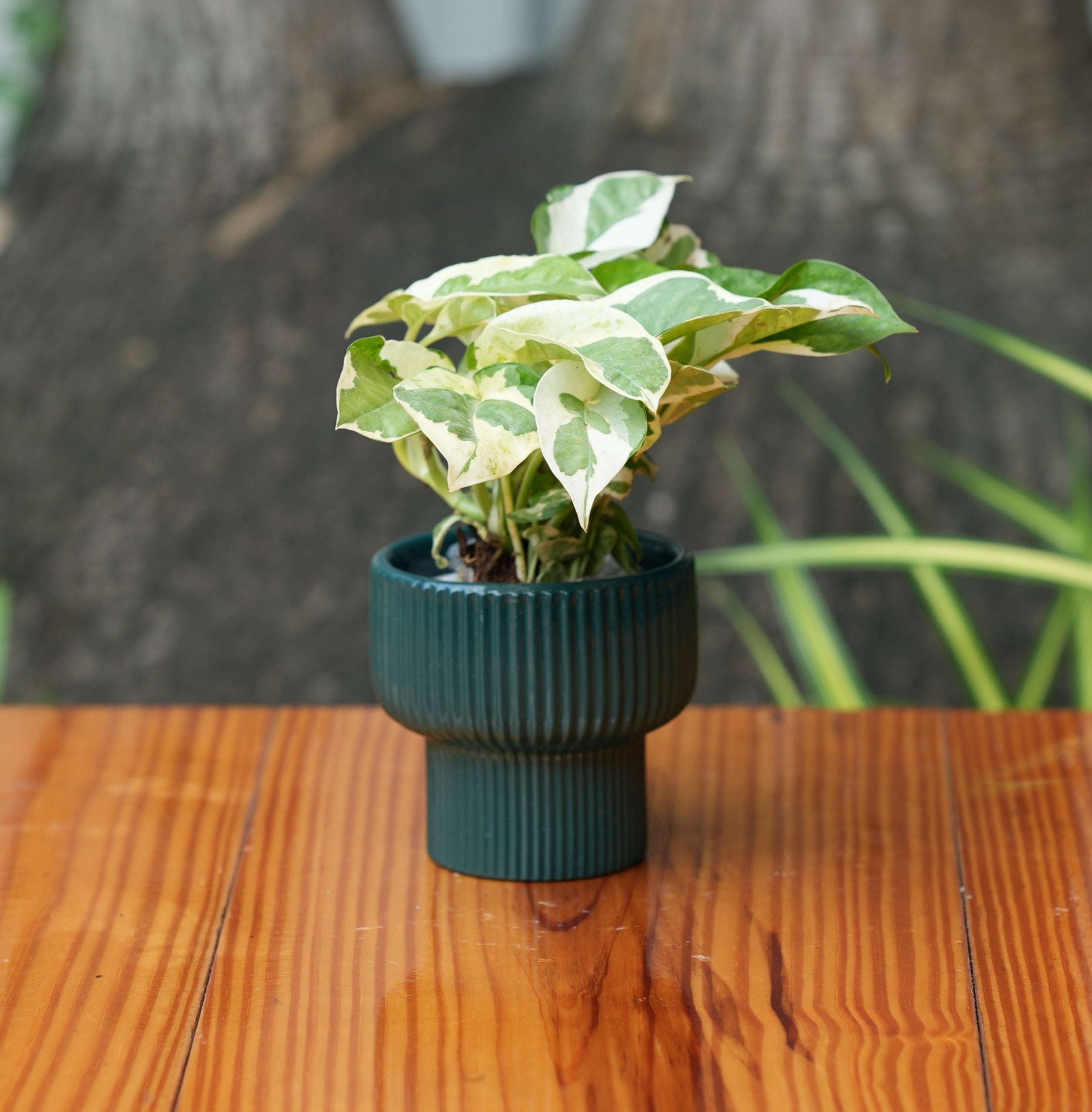 Okhli Shape Ribbed Ceramic Planter