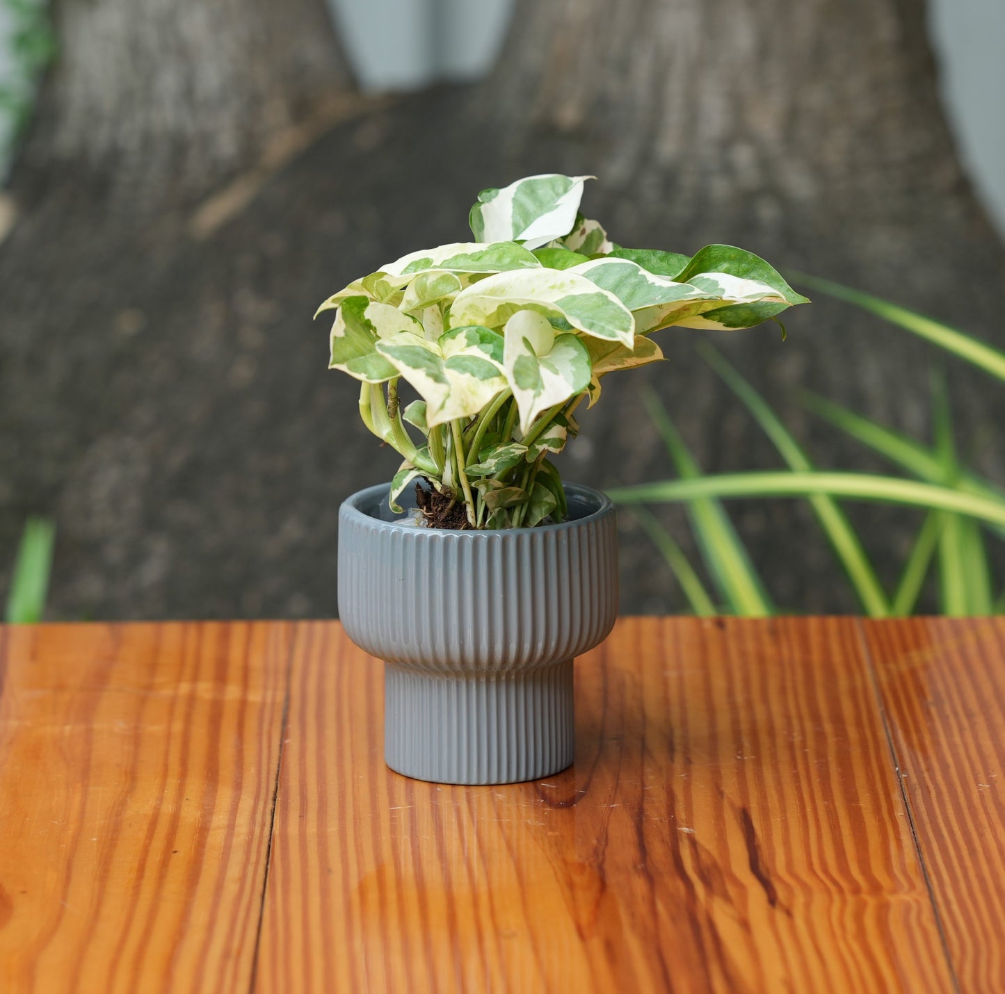 Okhli Shape Ribbed Ceramic Planter