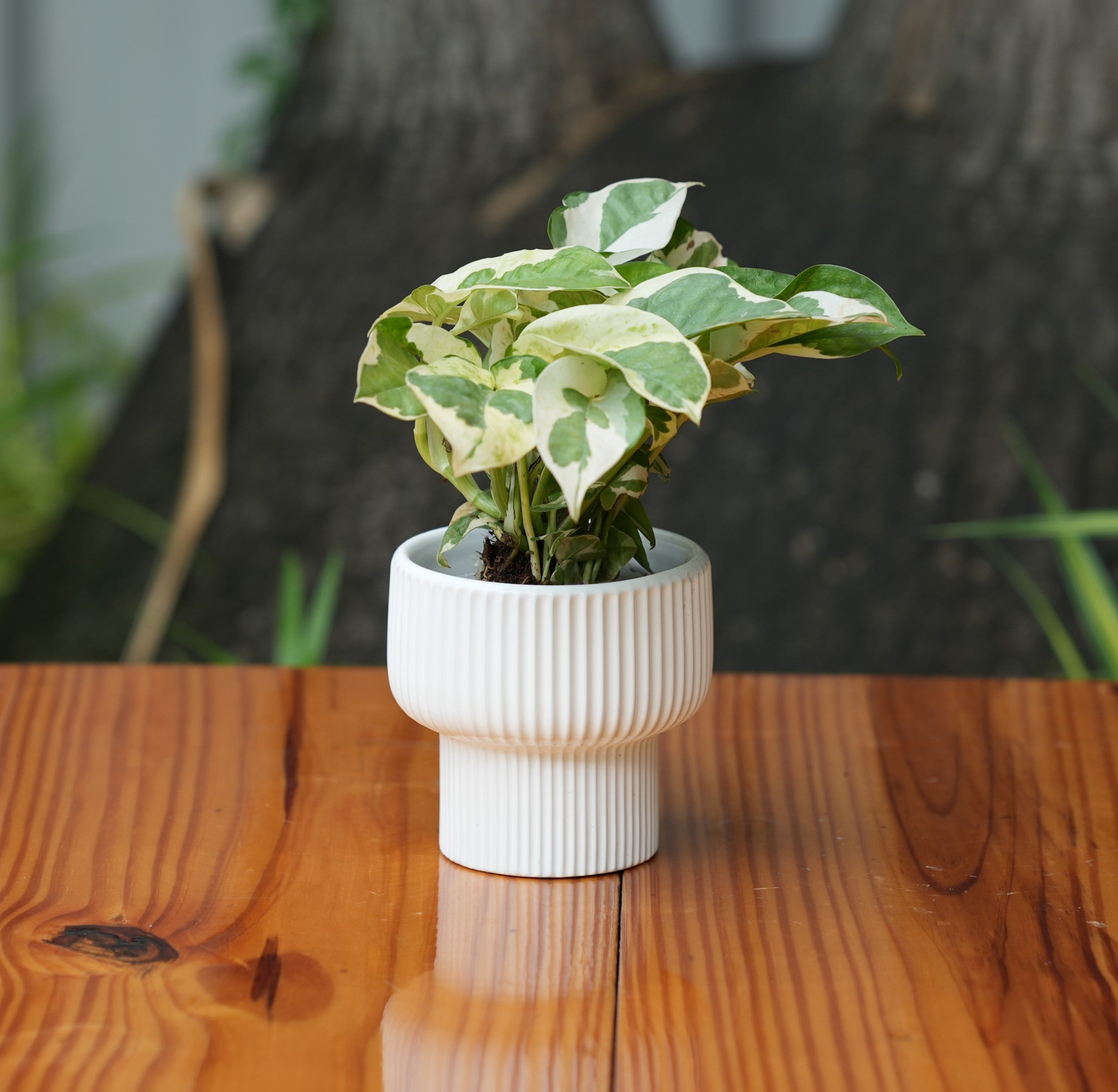 Okhli Shape Ribbed Ceramic Planter