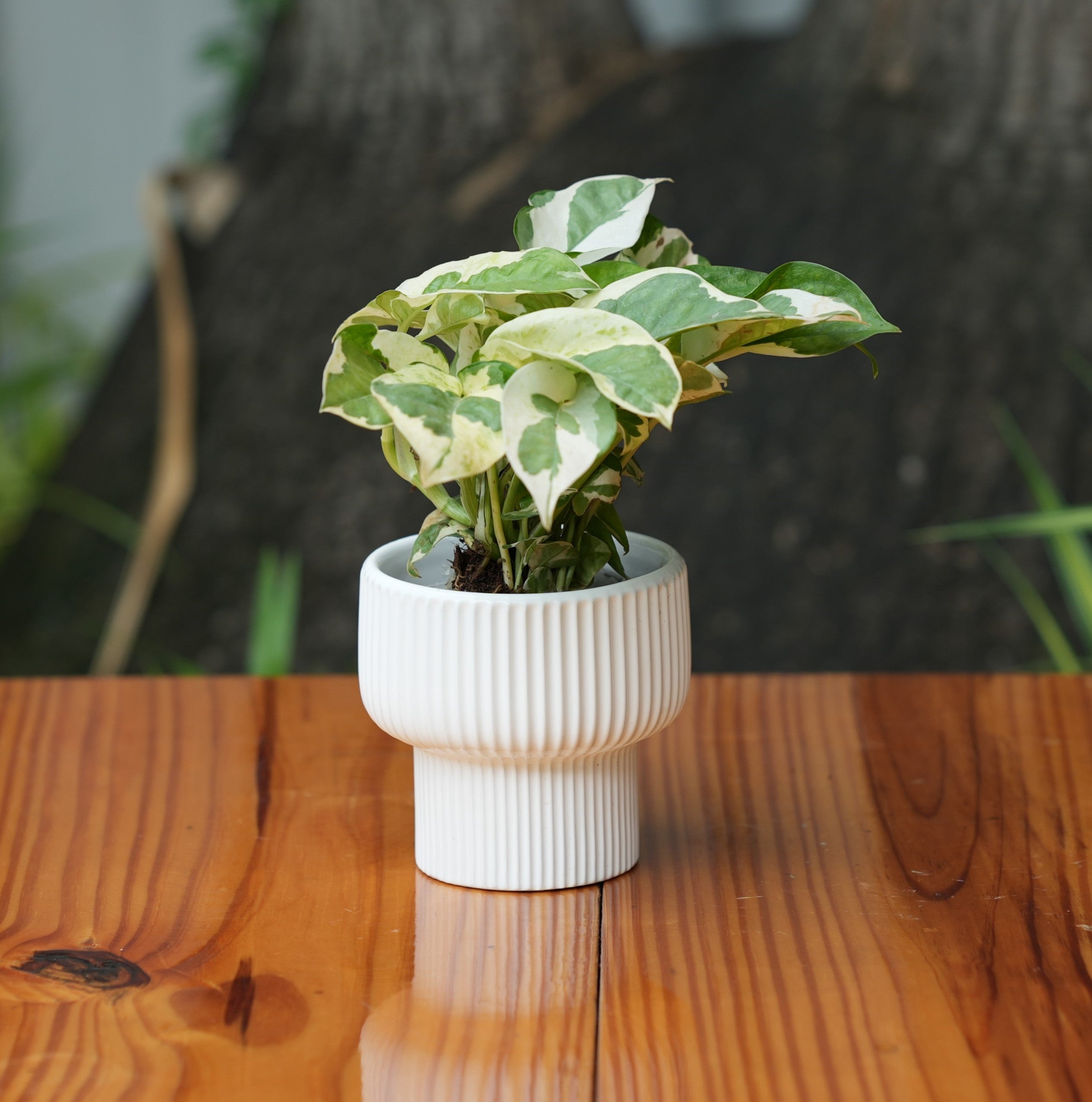 Okhli Shape Ribbed Ceramic Planter