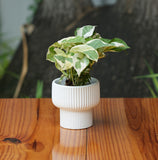 Okhli Shape Ribbed Ceramic Planter