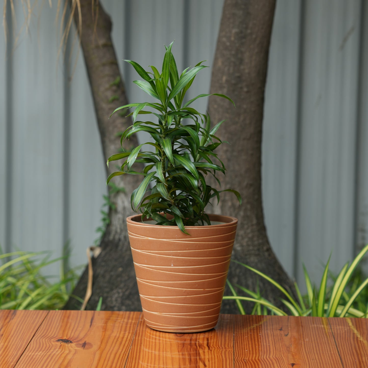 Cone Shape White Stripe Design Planter (Brown)