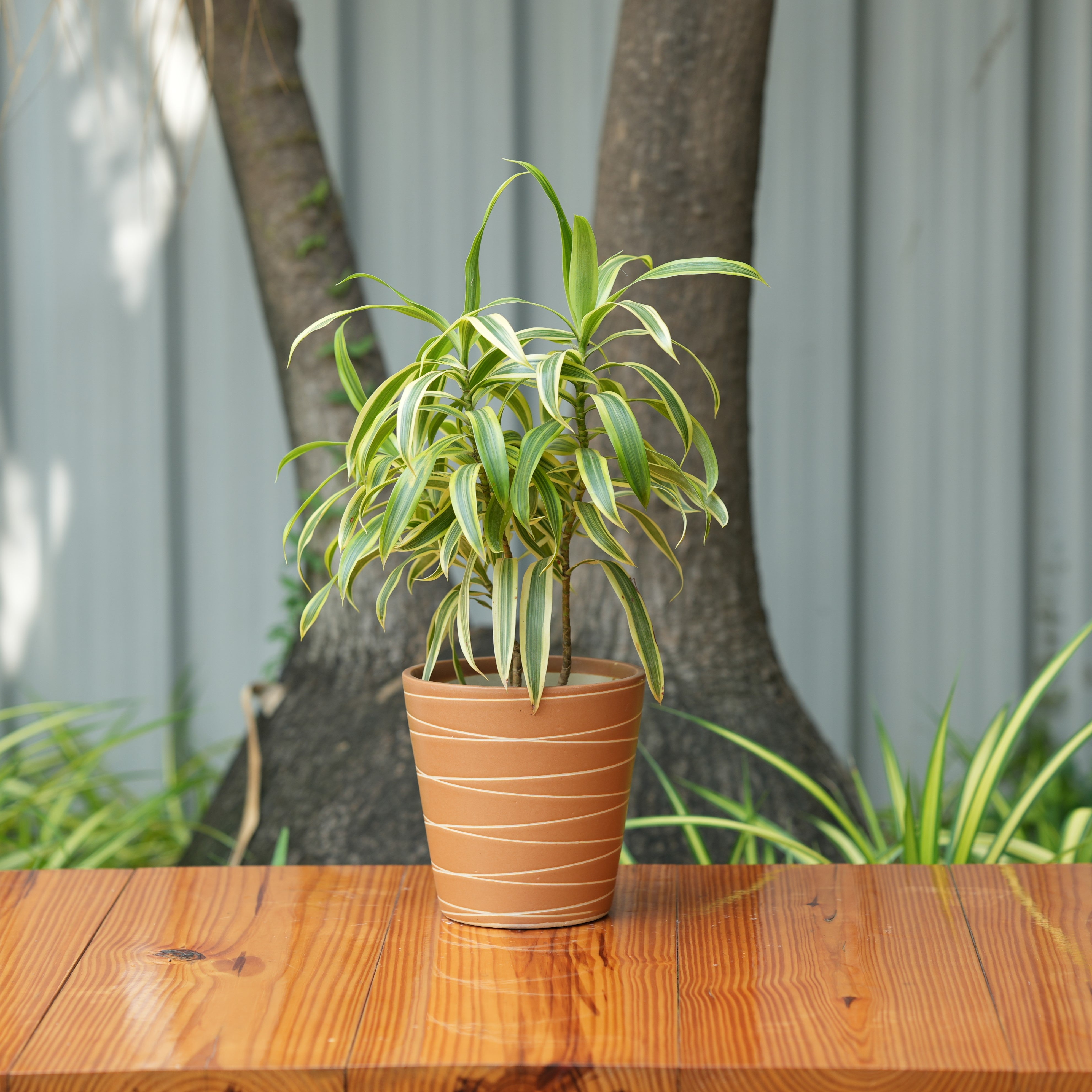 Cone Shape White Stripe Design Planter (Brown)