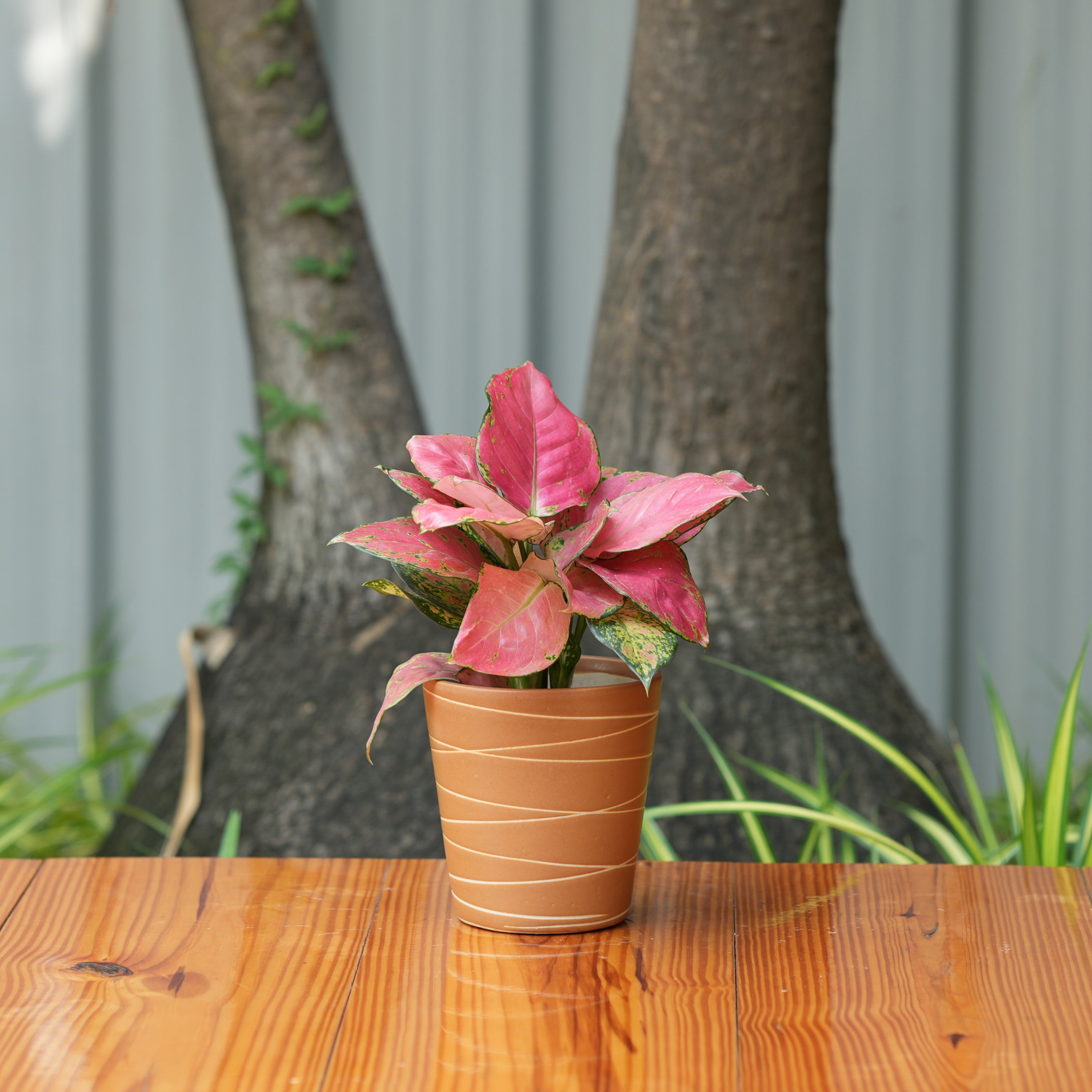 Cone Shape White Stripe Design Planter (Brown)