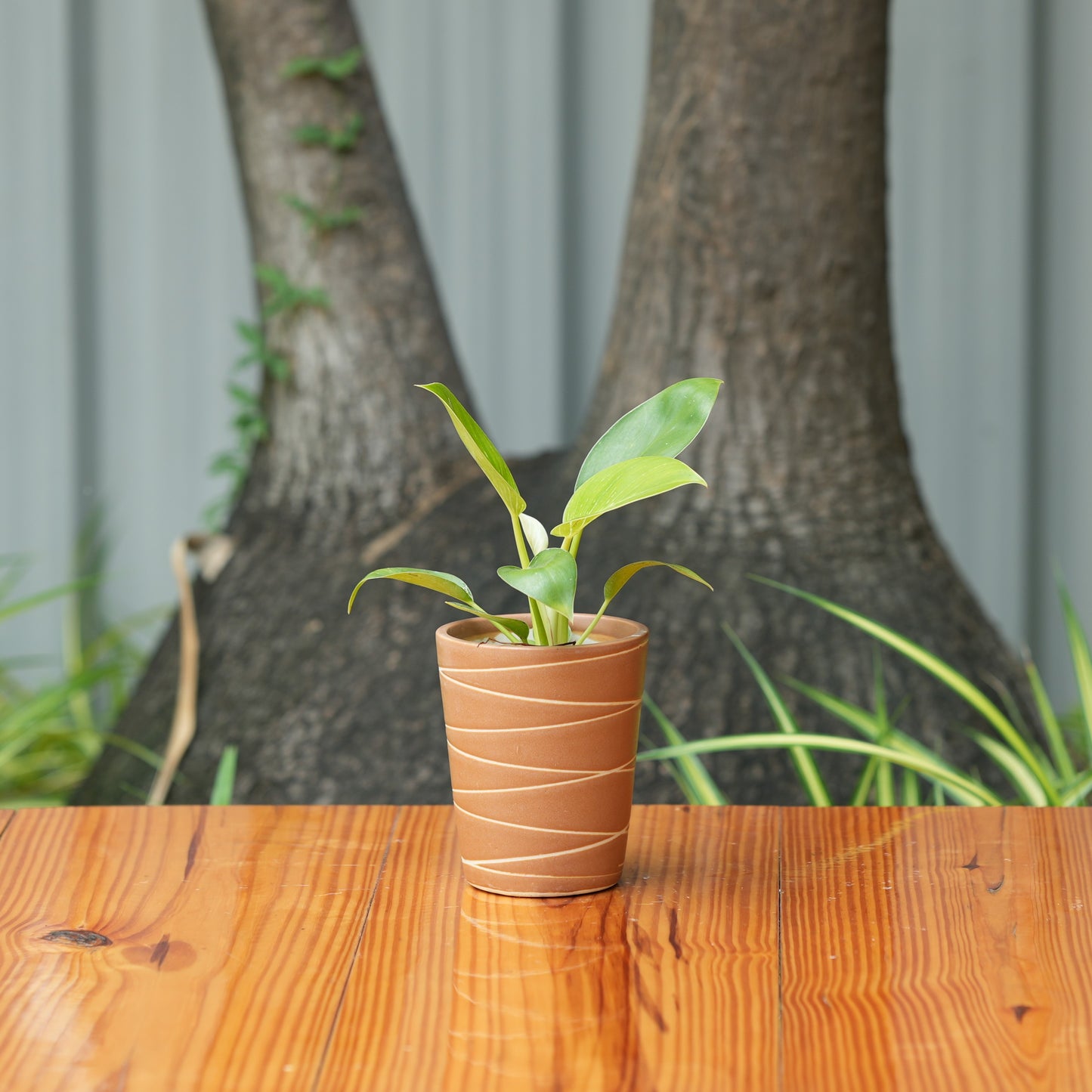 Cone Shape White Stripe Design Planter (Brown)