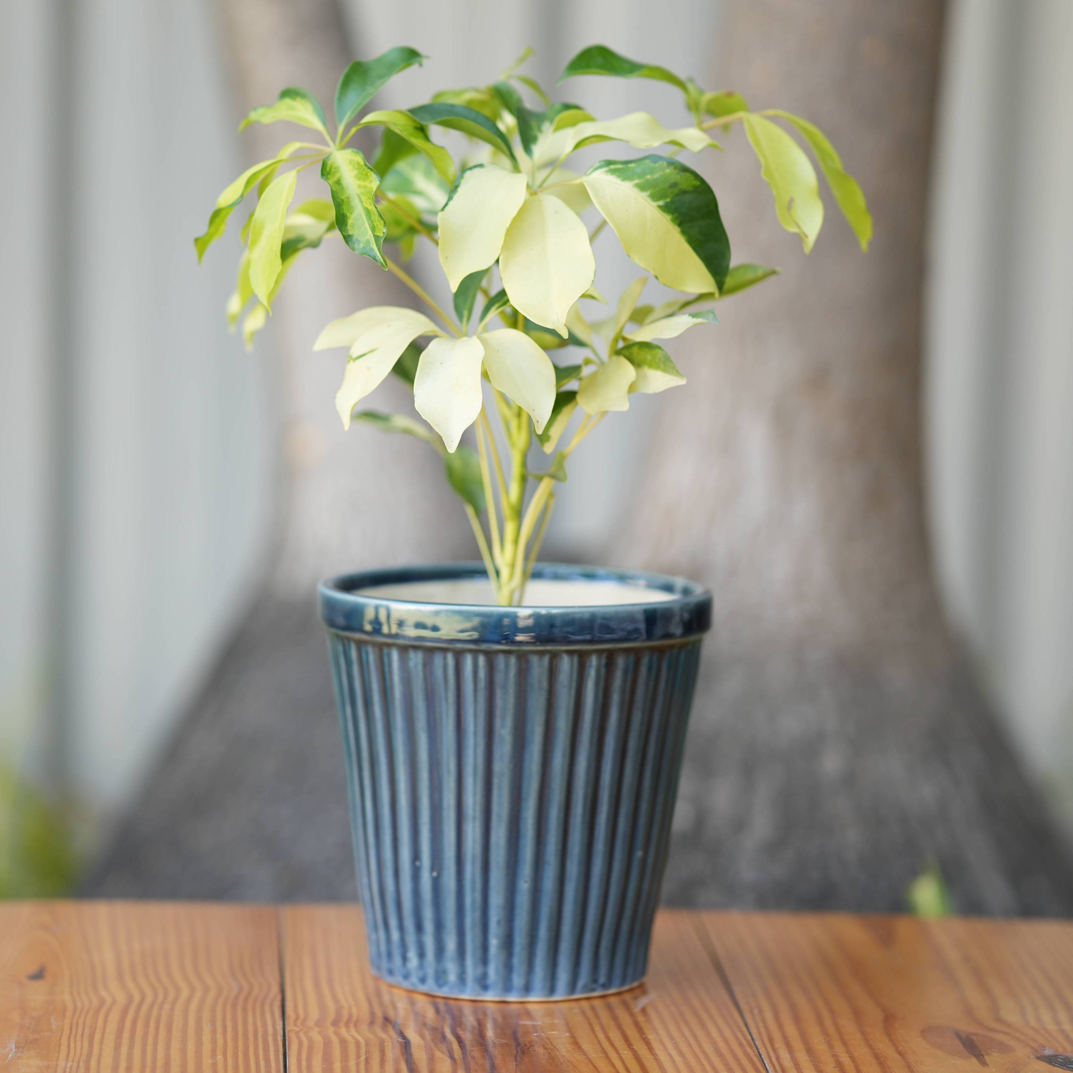 Vertical Ribbed Ceramic Planter- Blue