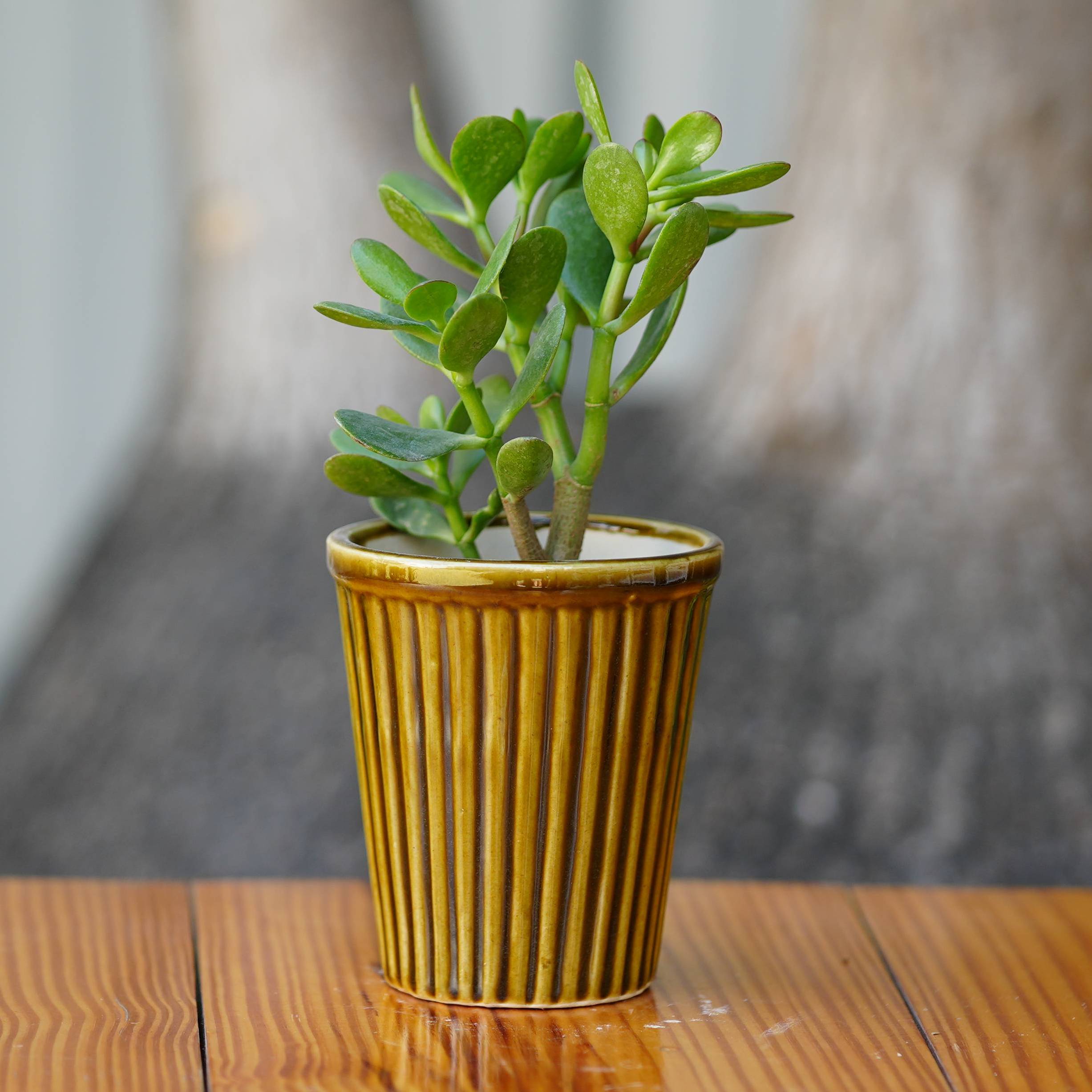 Vertical Ribbed Ceramic Planter- Mustard Yellow