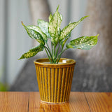 Vertical Ribbed Ceramic Planter- Mustard Yellow