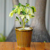 Vertical Ribbed Ceramic Planter- Mustard Yellow