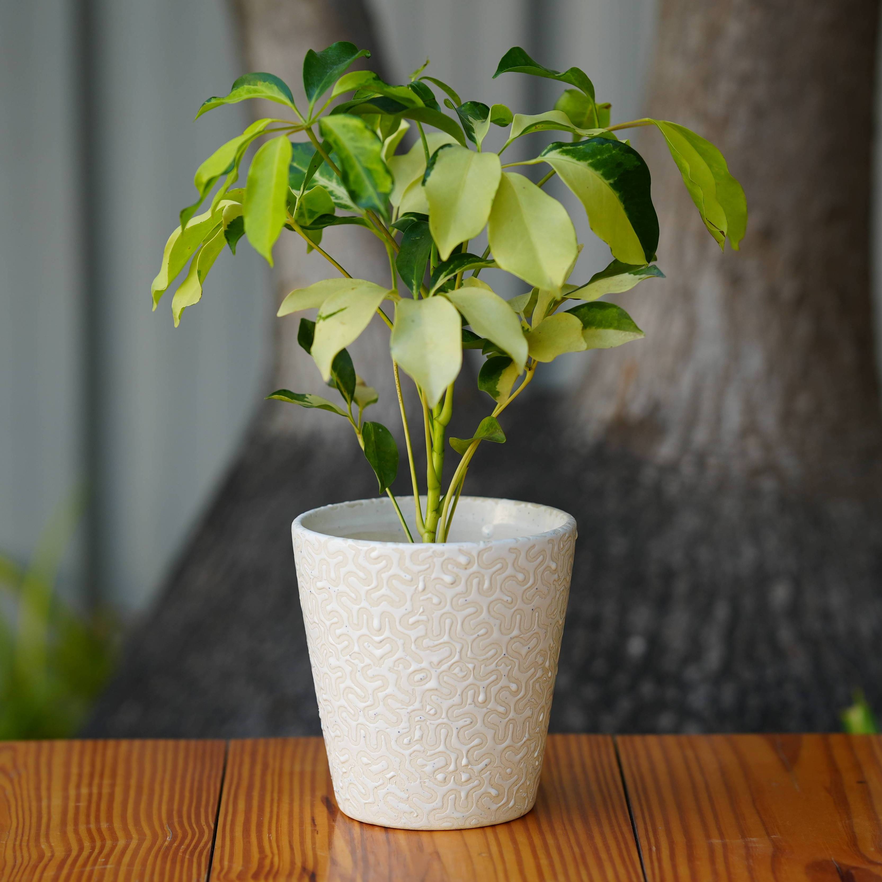 Modern White Ceramic Pot with Textured Pattern