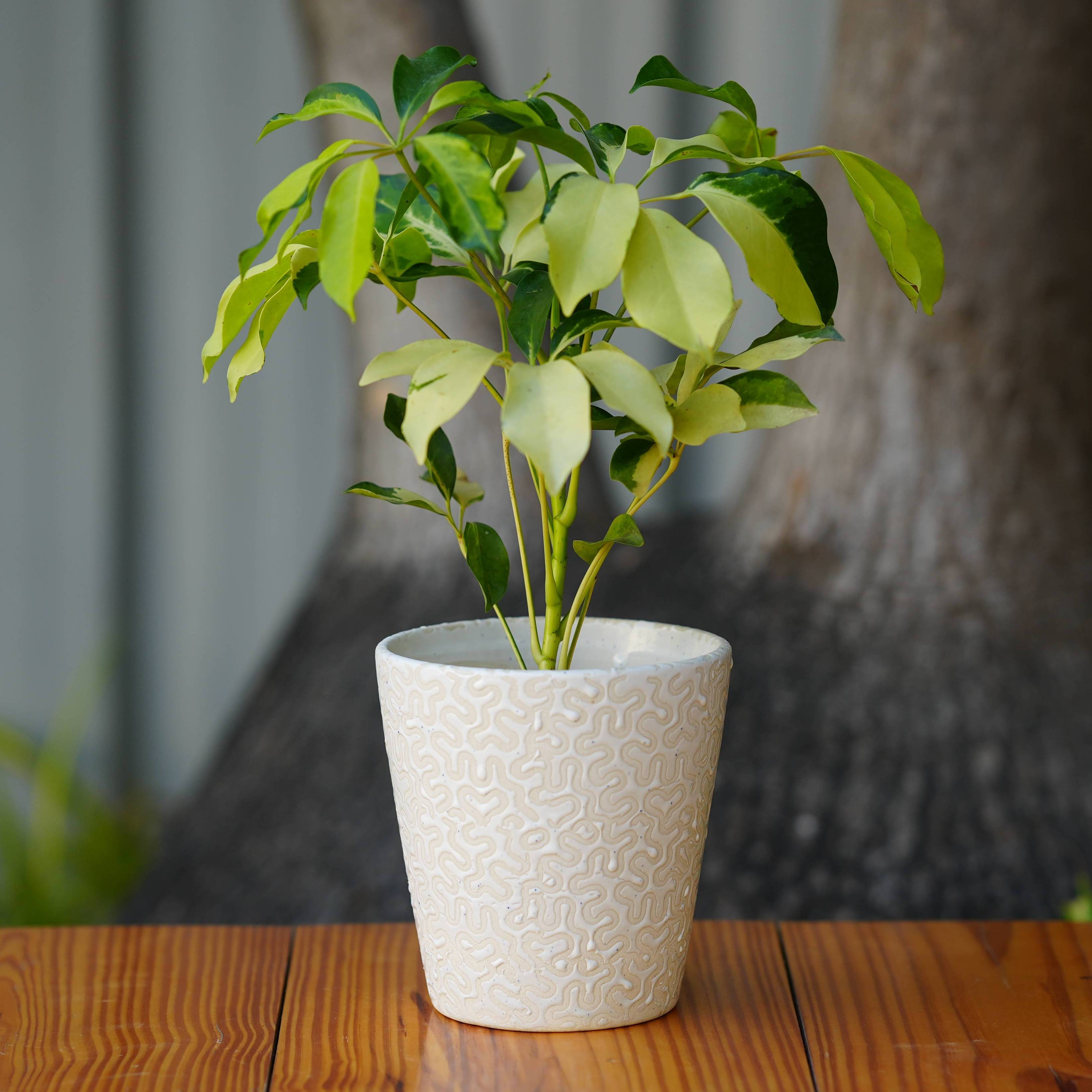 Modern White Ceramic Pot with Textured Pattern