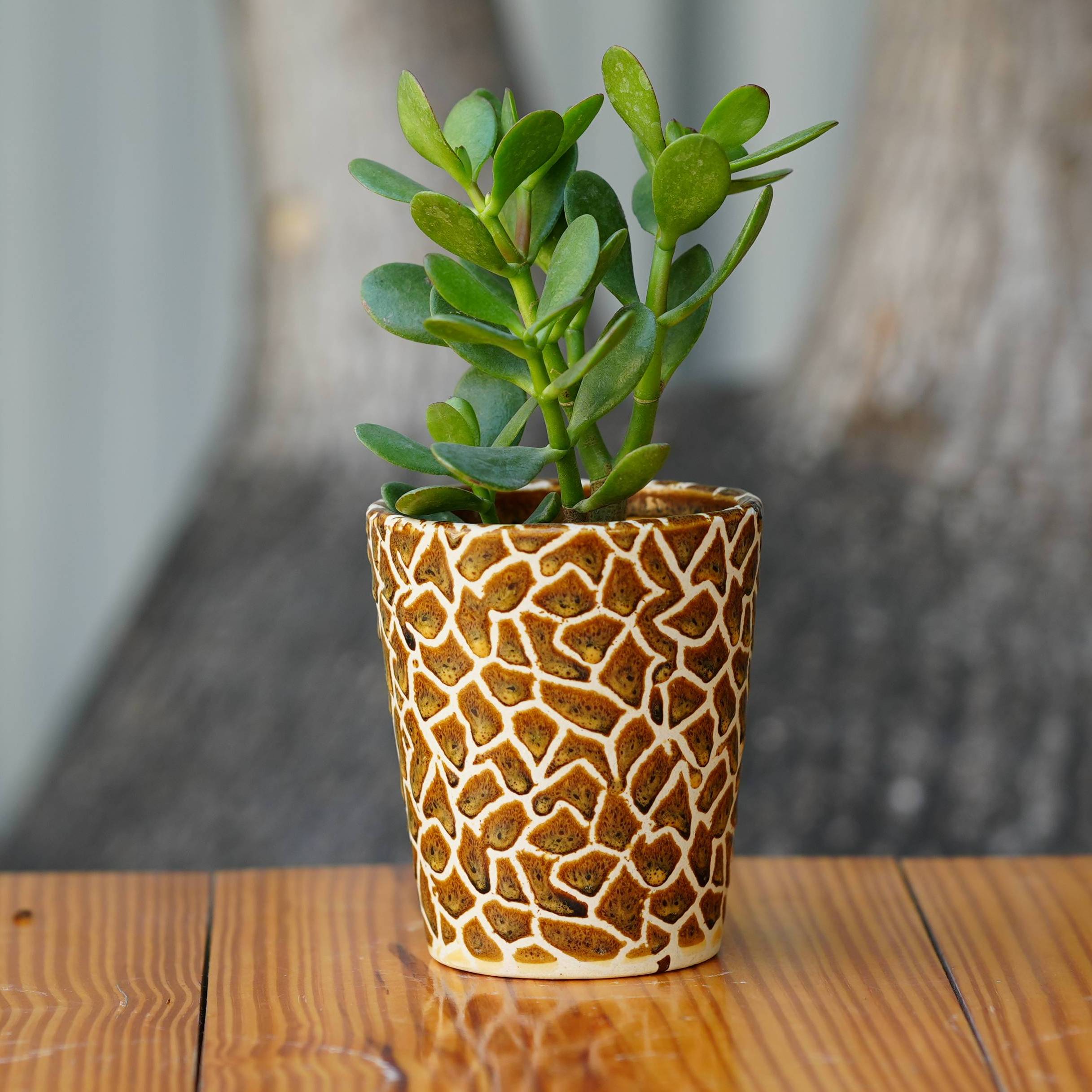 Exotic Giraffe Print Ceramic Pot