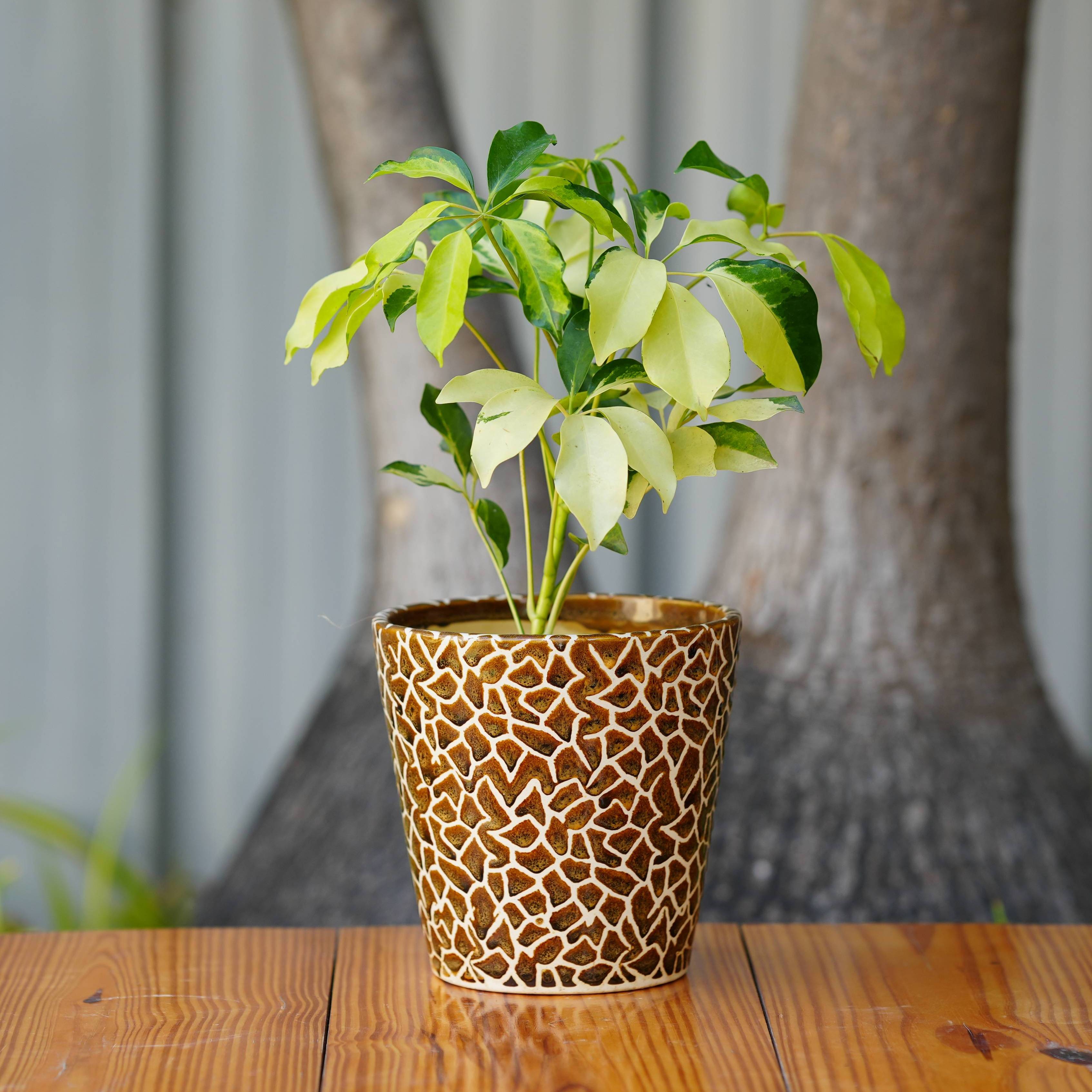 Exotic Giraffe Print Ceramic Pot