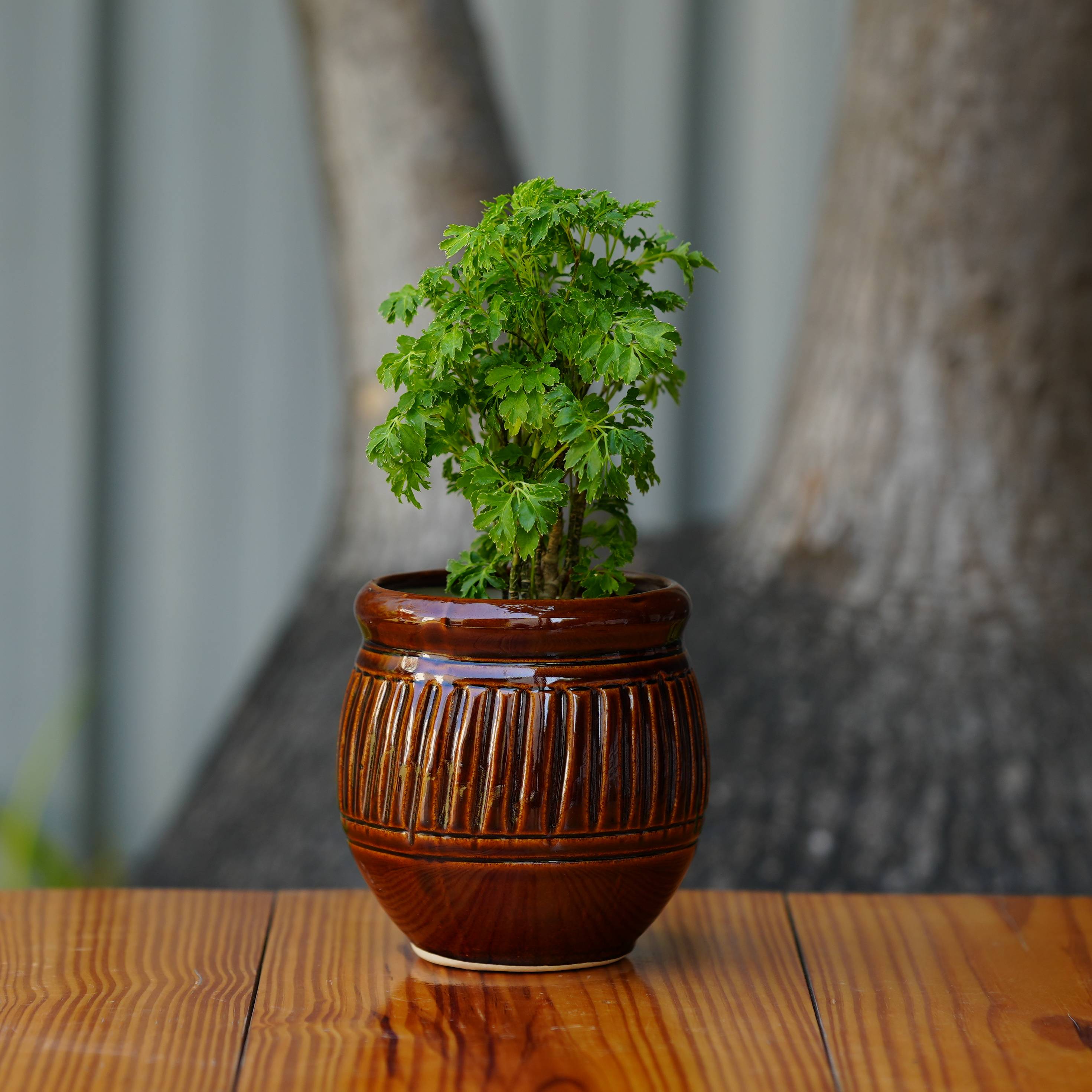 Ceramic Planter with Glossy Glazed Finish