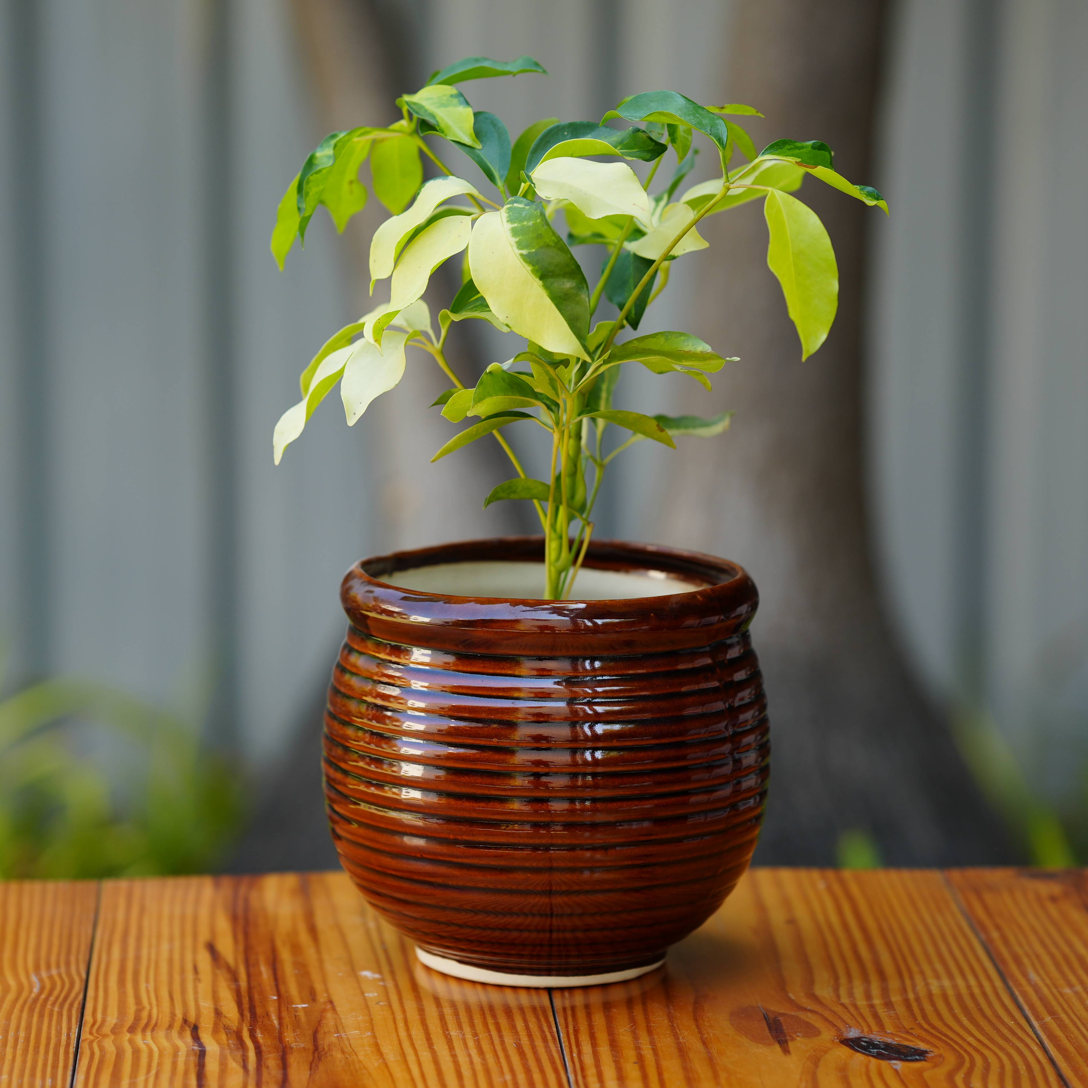 Ceramic Planter with Glossy Glazed Finish