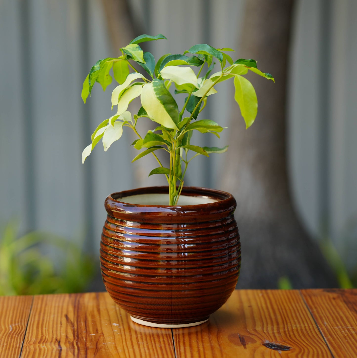 Ceramic Planter with Glossy Glazed Finish