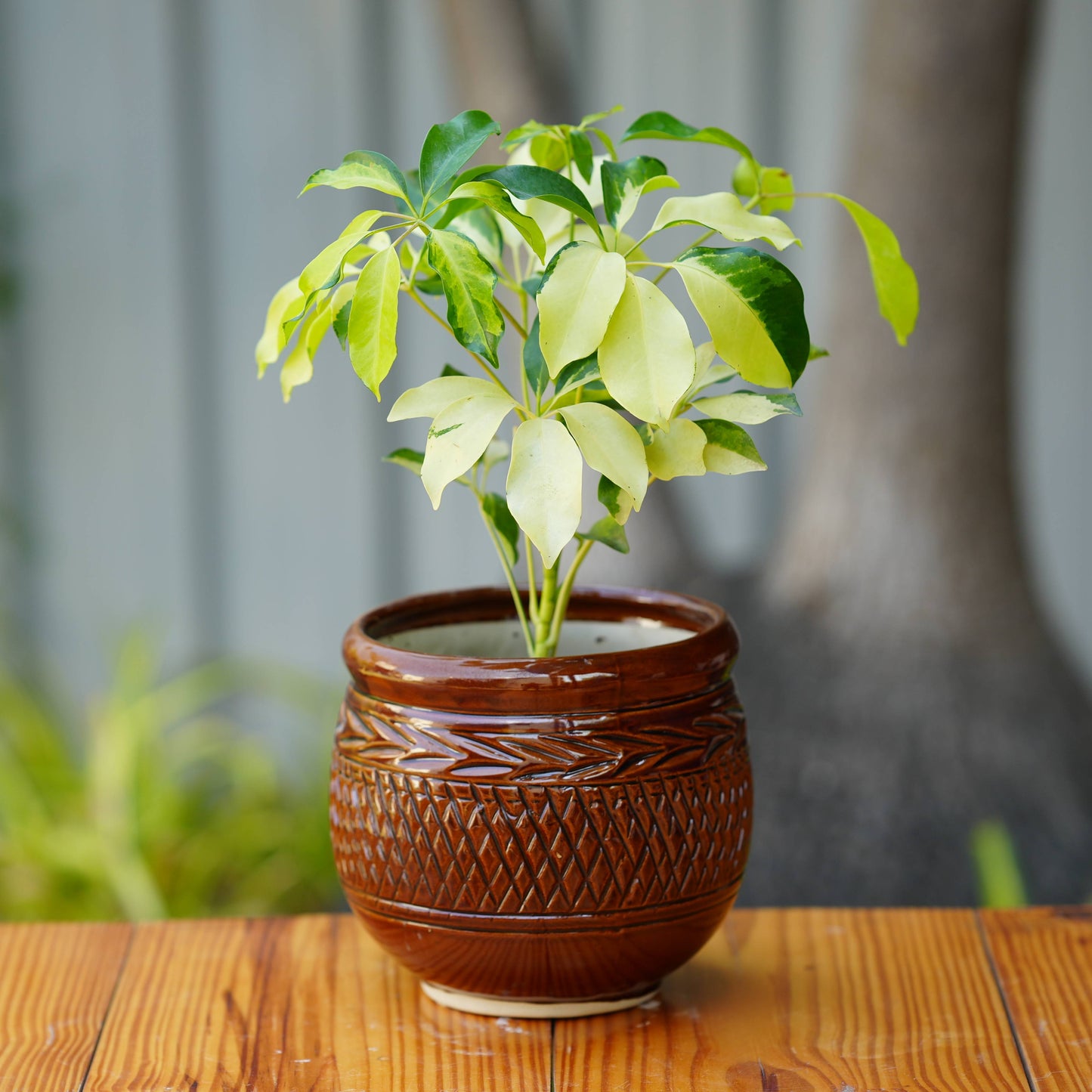 Herringbone Ceramic Planter with Woven Pattern