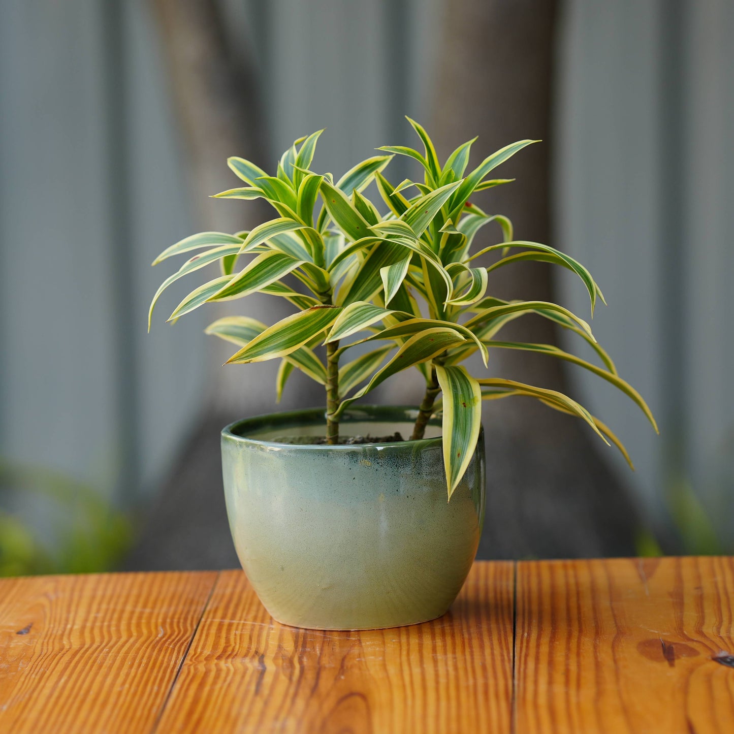 Modern Green Glazed Ceramic Planter