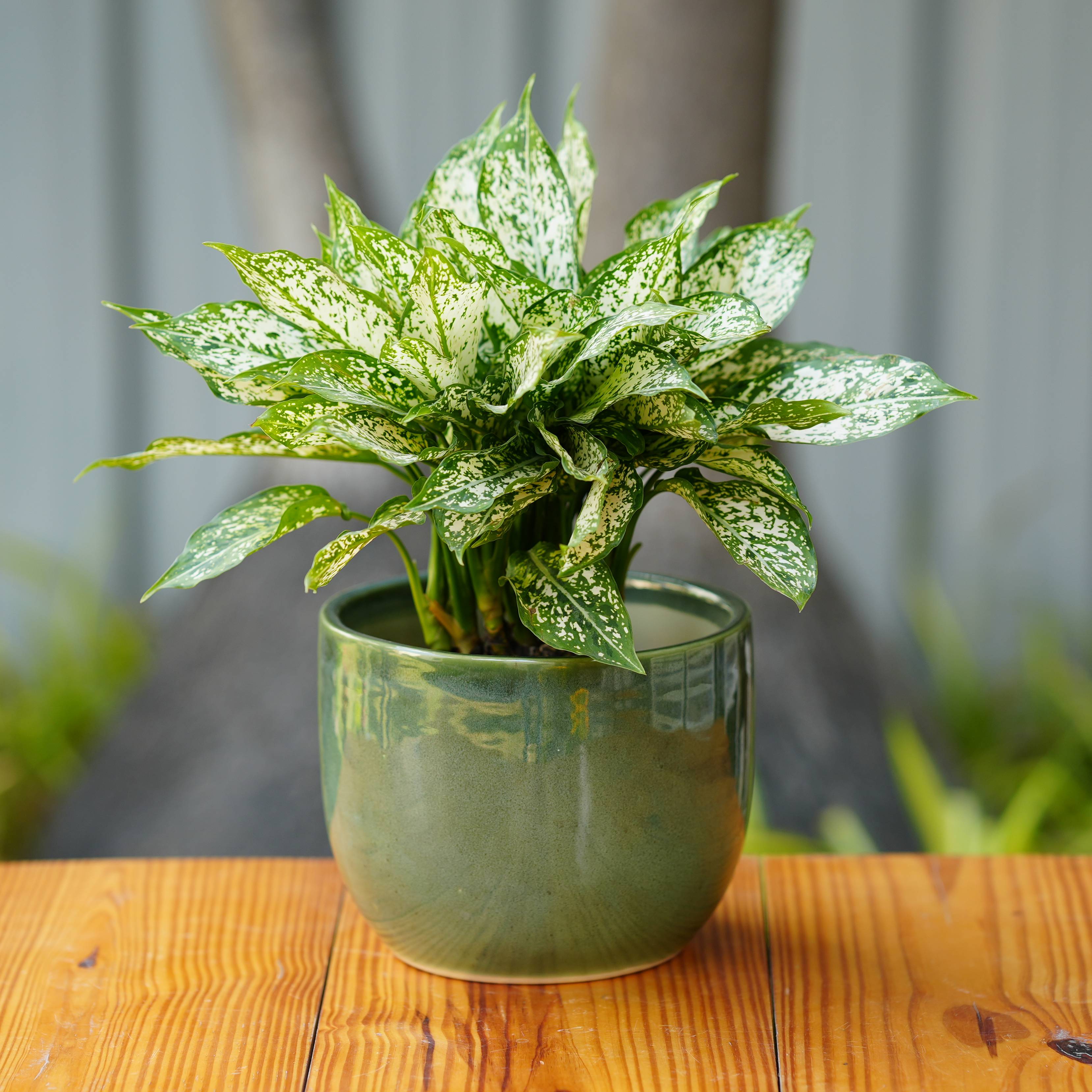 Modern Green Glazed Ceramic Planter