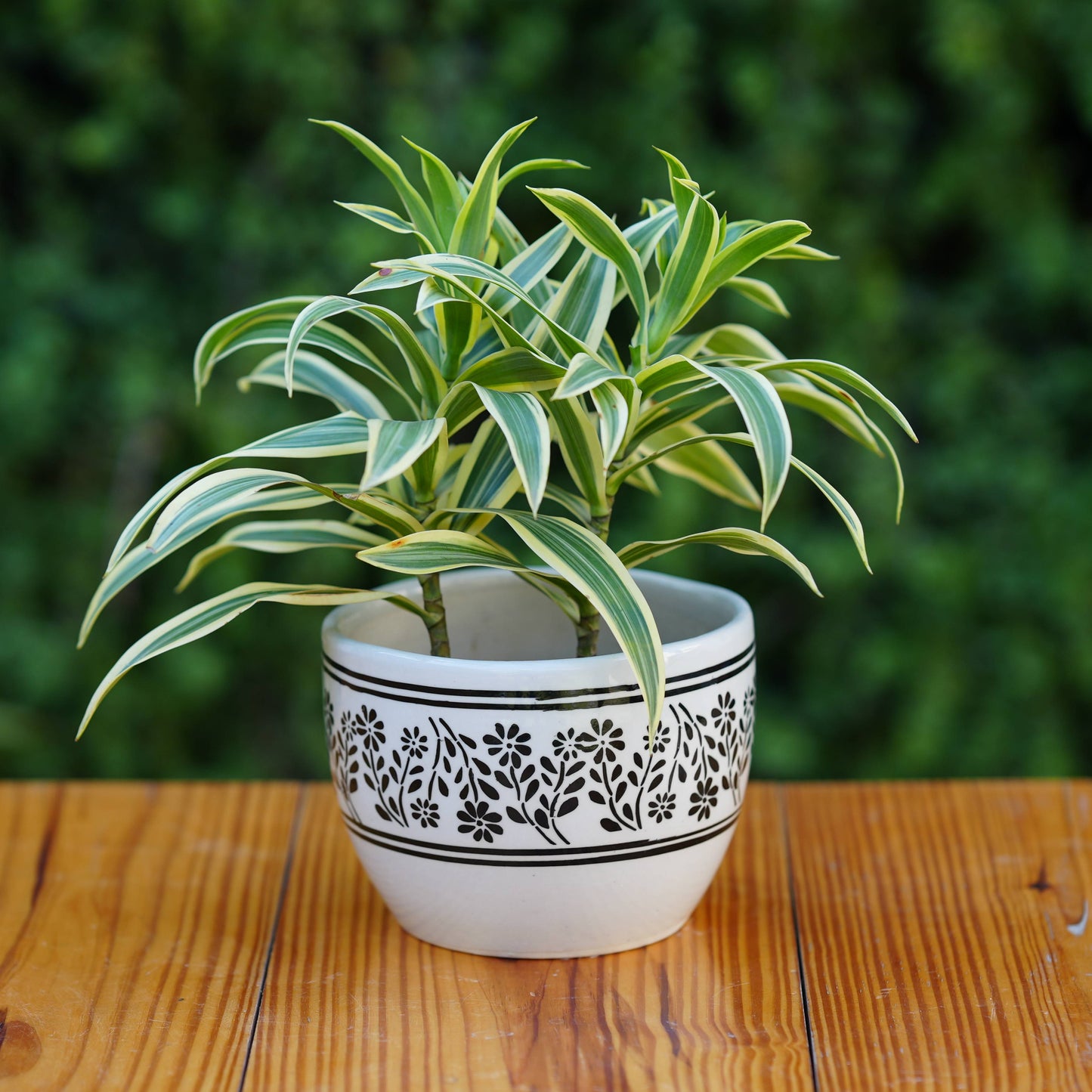 White Ceramic Planter with Black Botanical Design