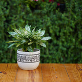 White Ceramic Planter with Black Botanical Design