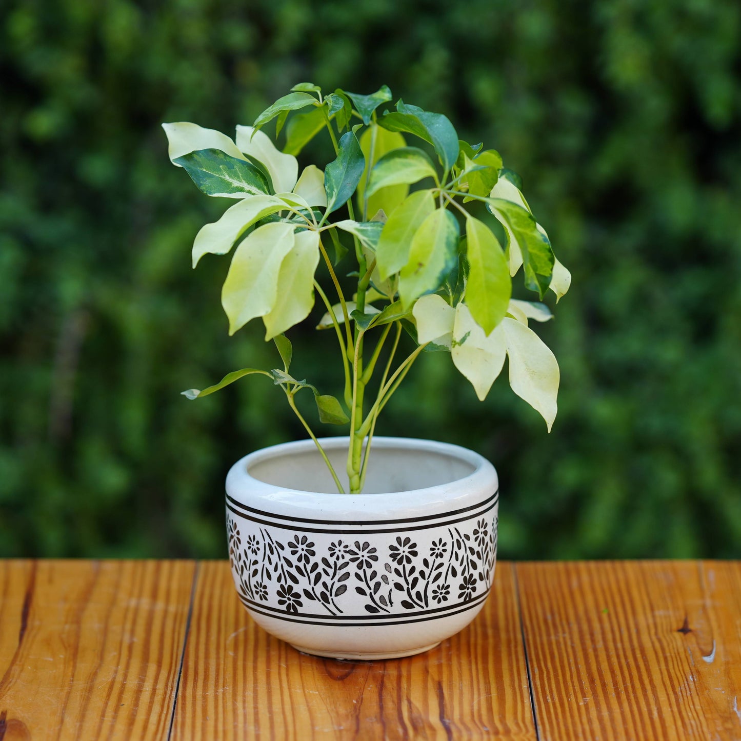 Classic White Ceramic Planter with Decorative Black Filigree