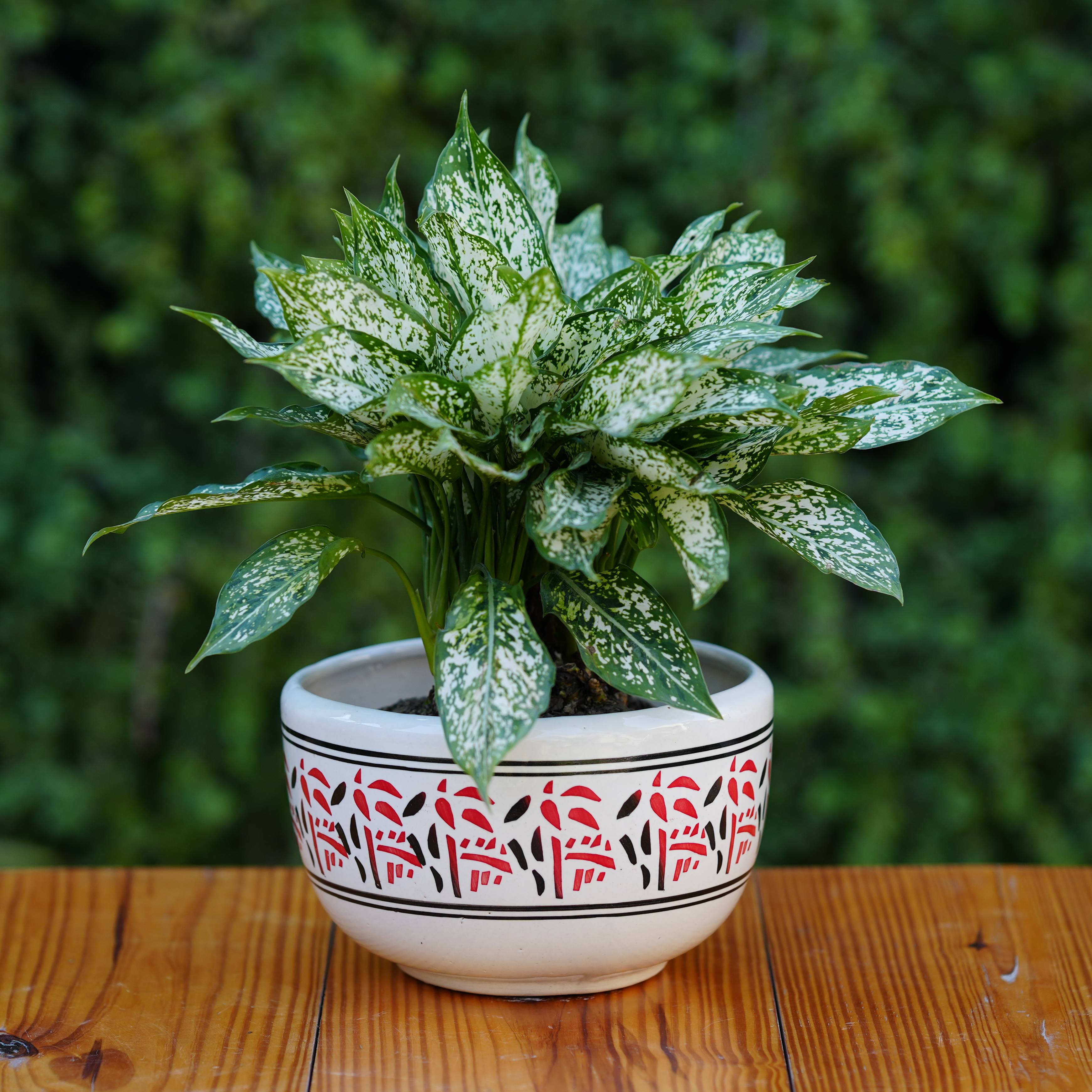 Nature-Inspired Red and Black Patterned Ceramic Planter