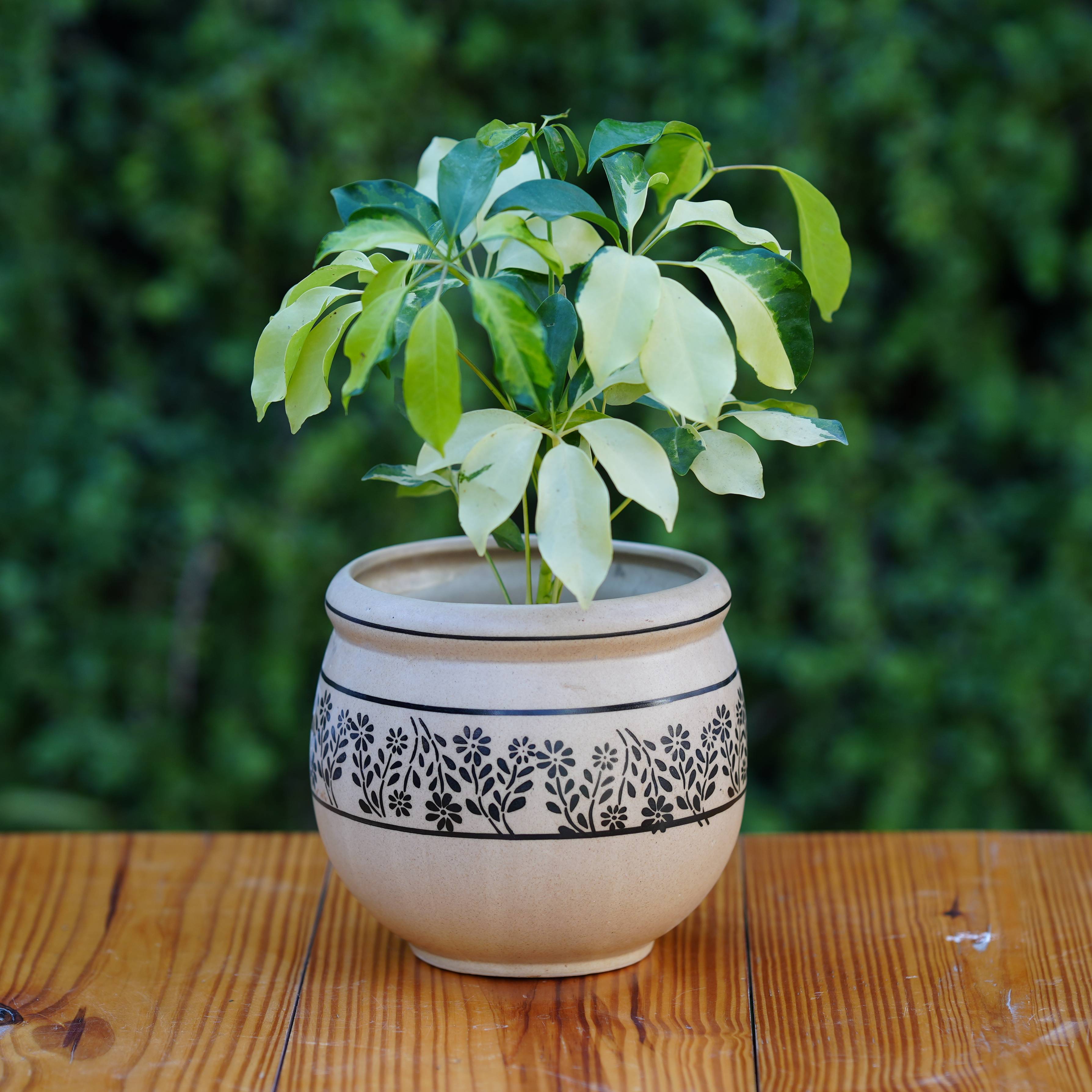 Artisanal Ceramic Planter with Leafy Motif