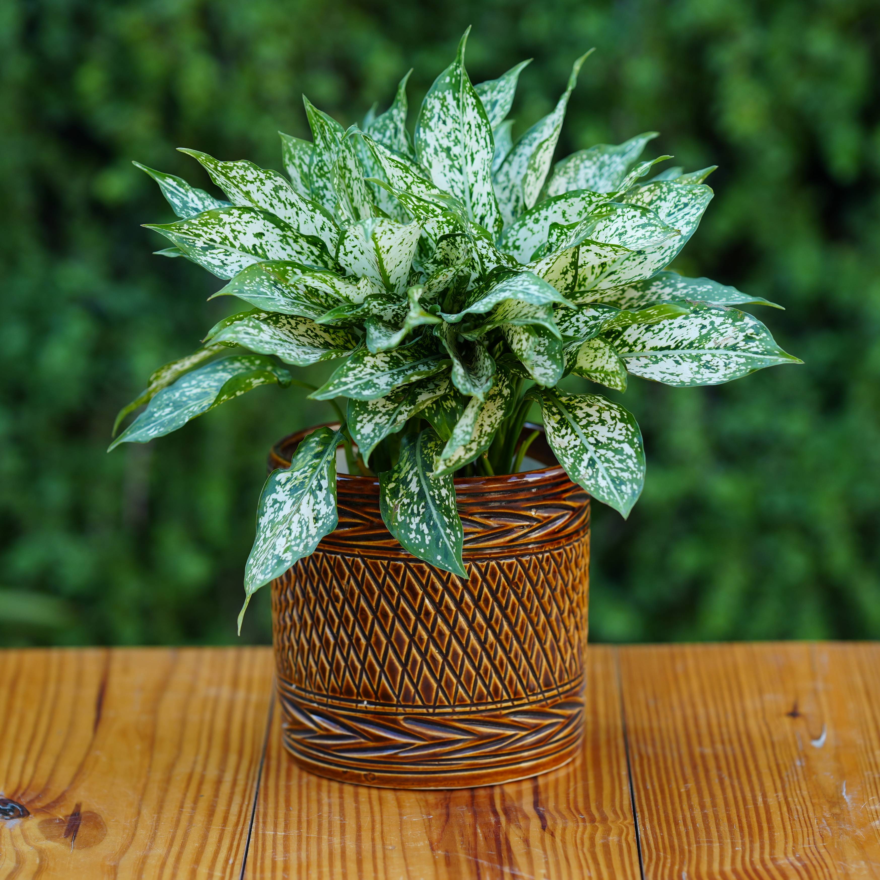 Ceramic Woven-Texture Planter/ Pot For Plants