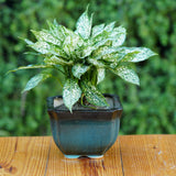 Contemporary Ombre Ceramic Planter