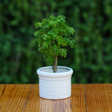 Ceramic Round Ribbed Pot/Planter for Plants