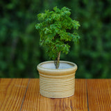 Ceramic Round Ribbed Pot/Planter for Plants